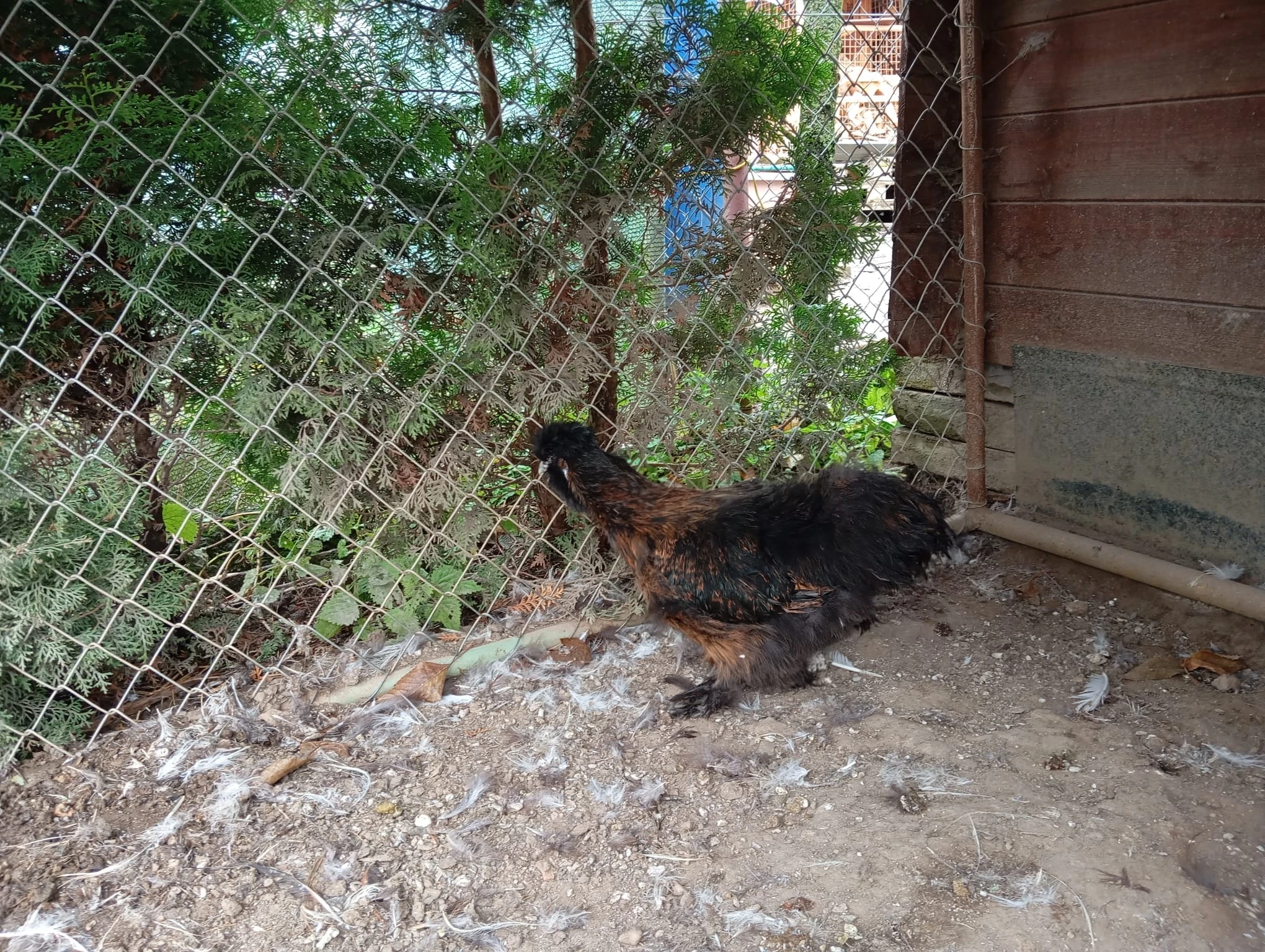 Slepice hedvabničky