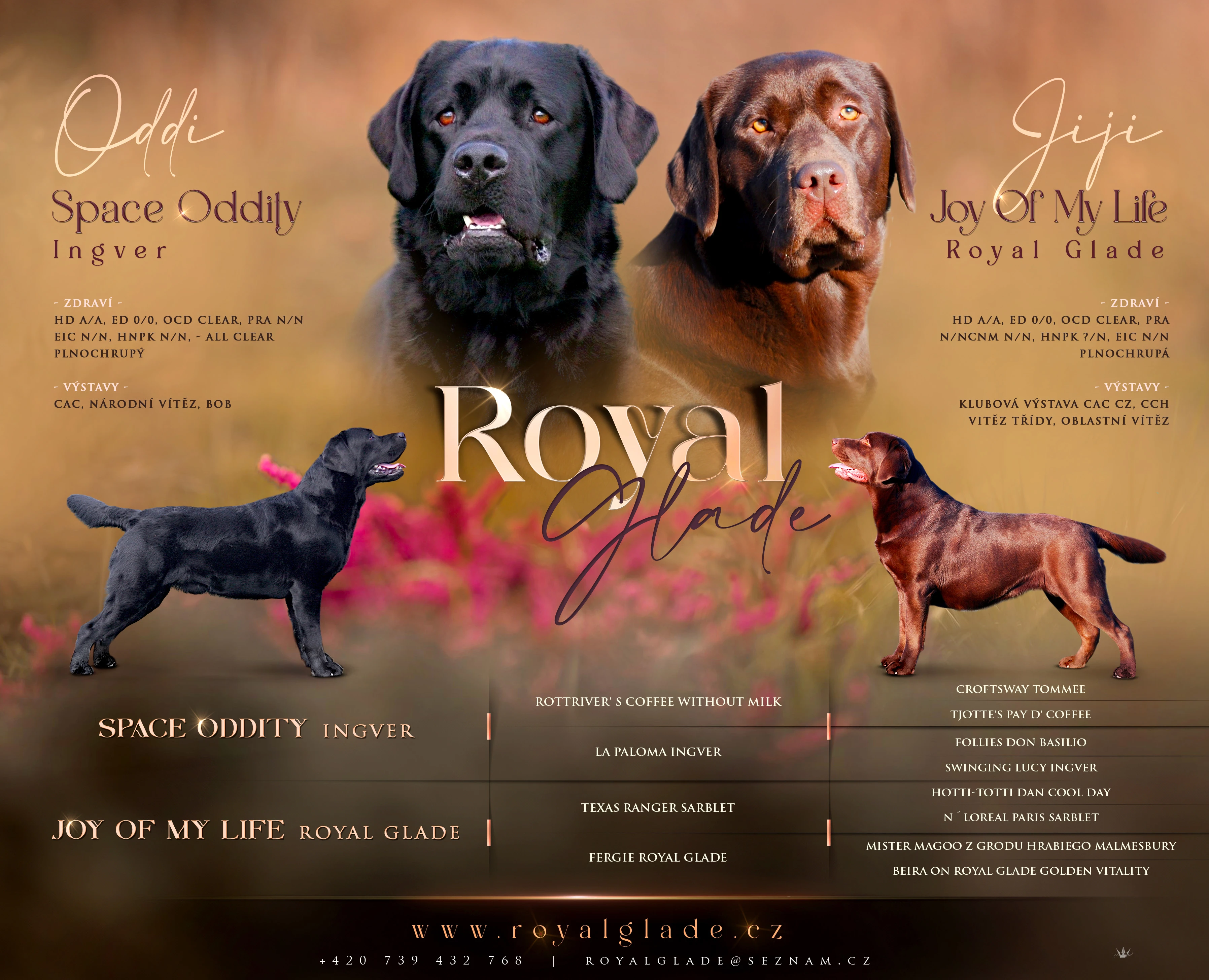 Labrador - VÁNOČNÍ černá a čokoládová štěňátka s PP