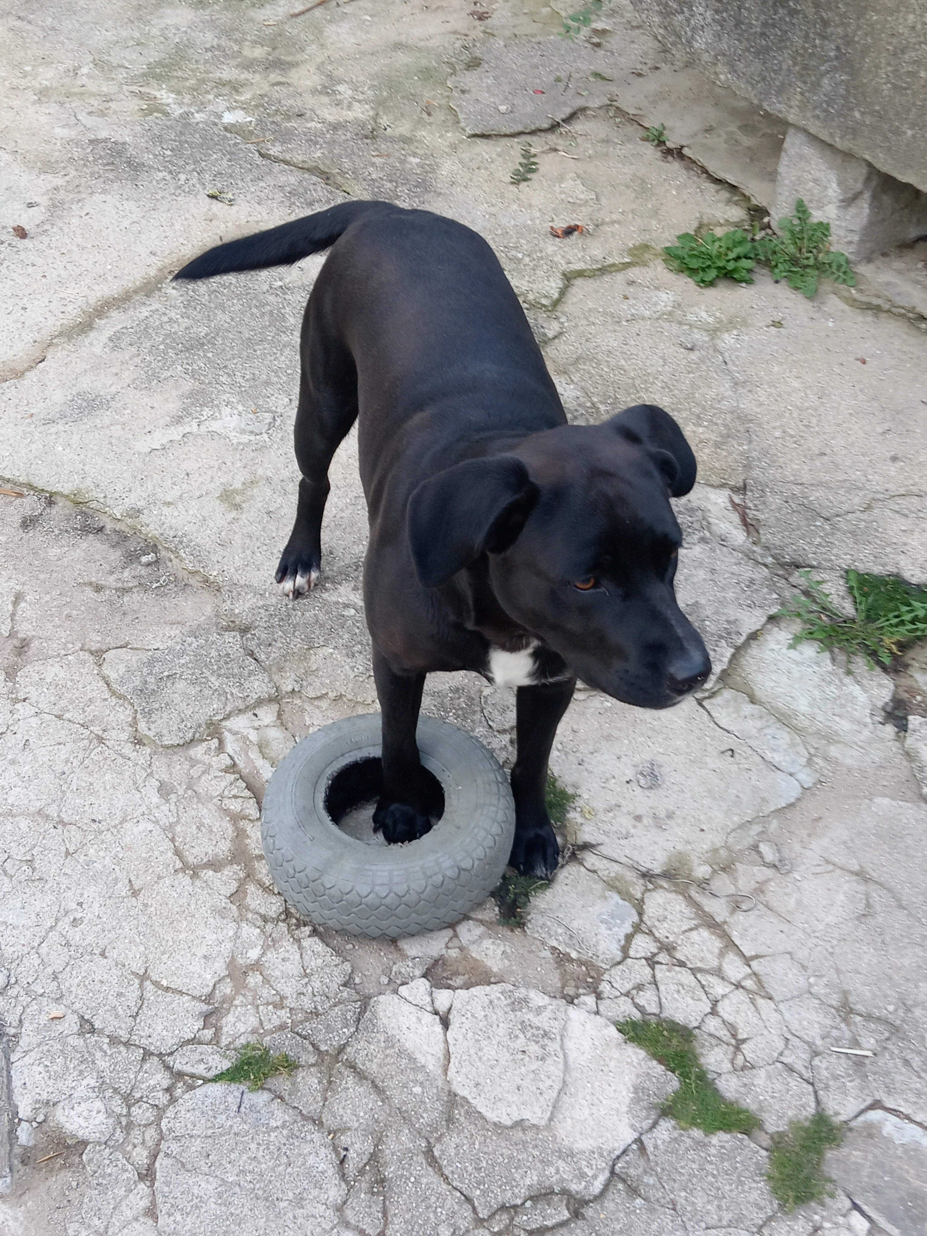 Aktivní hodná 2 letá fenka Labradord x Stafford