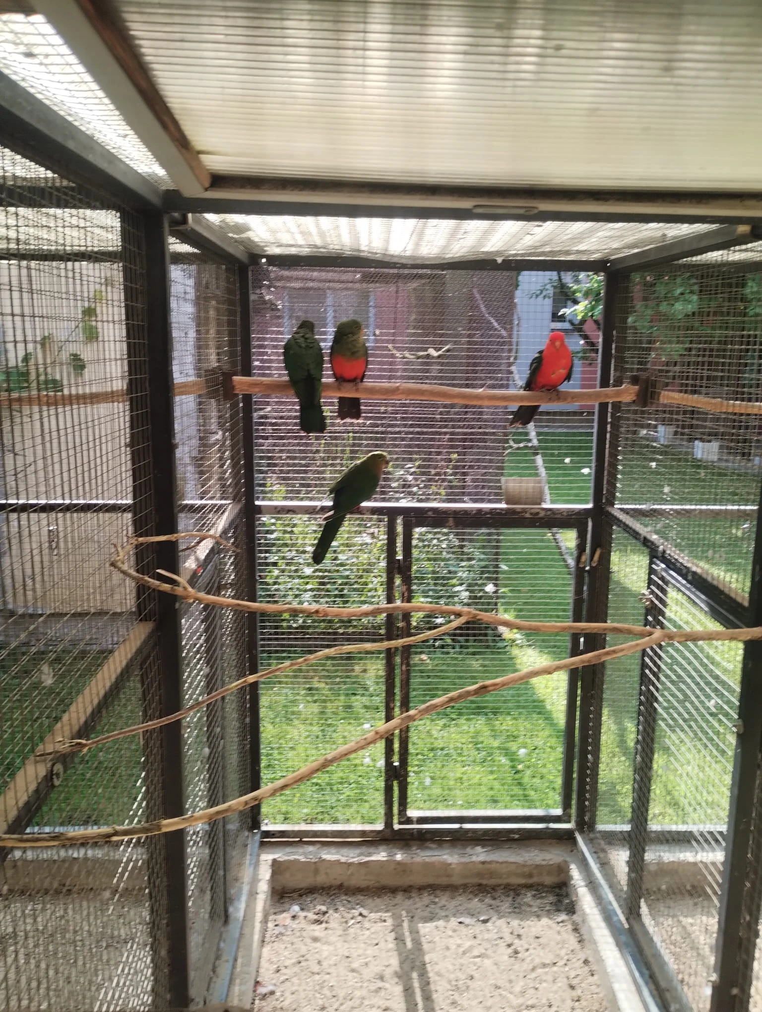 Prodám Papouška královského