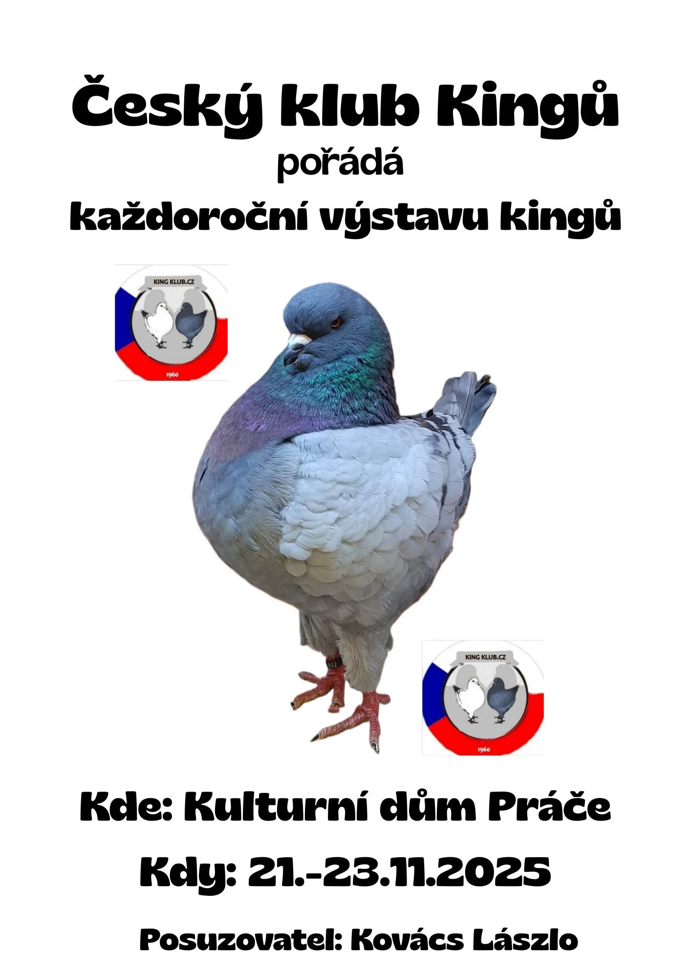 King show práče u znojma - 800 holubů kingů