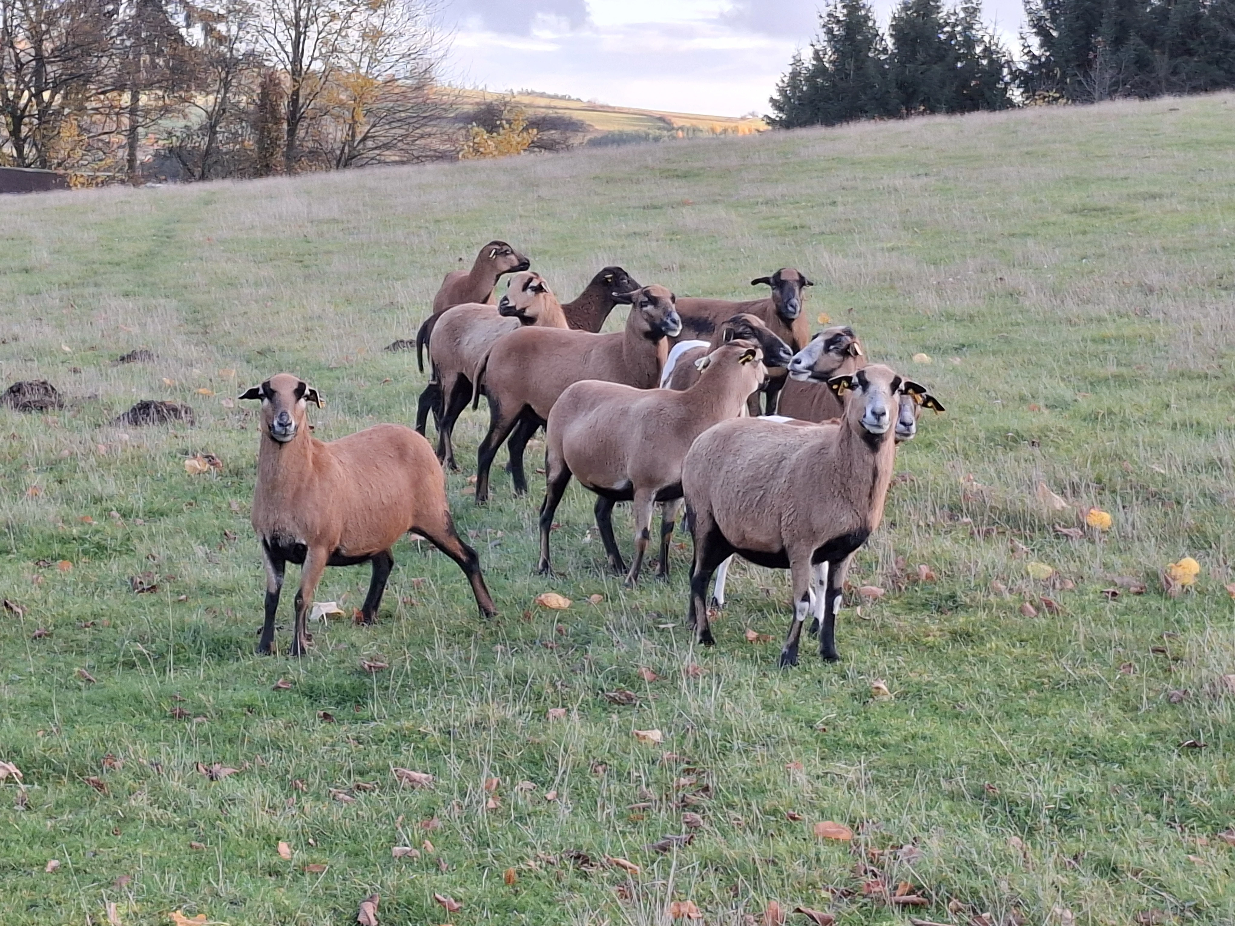 Kamerunské bahnice.