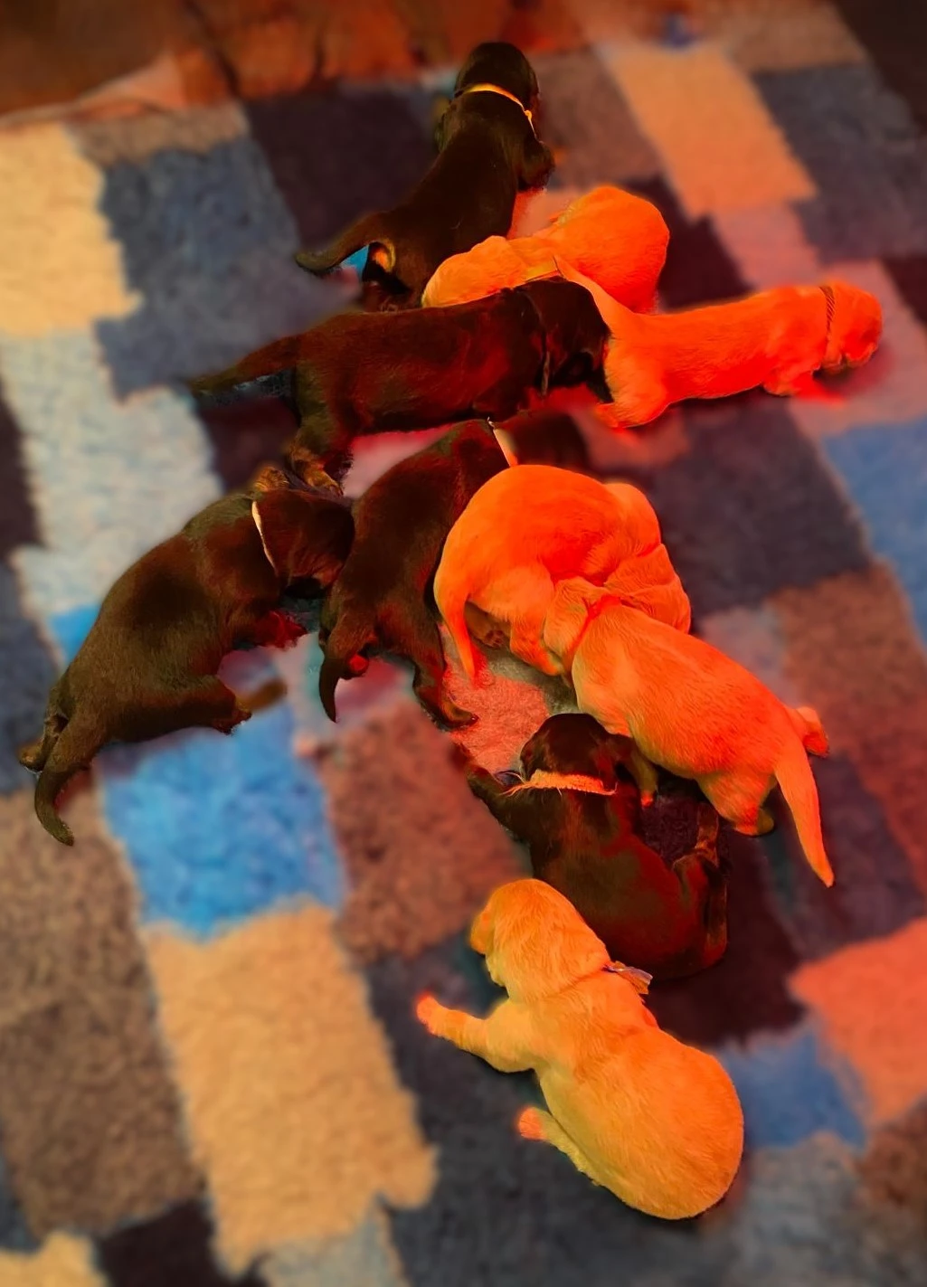 Nabídka štěňátek Hovawarta s PP