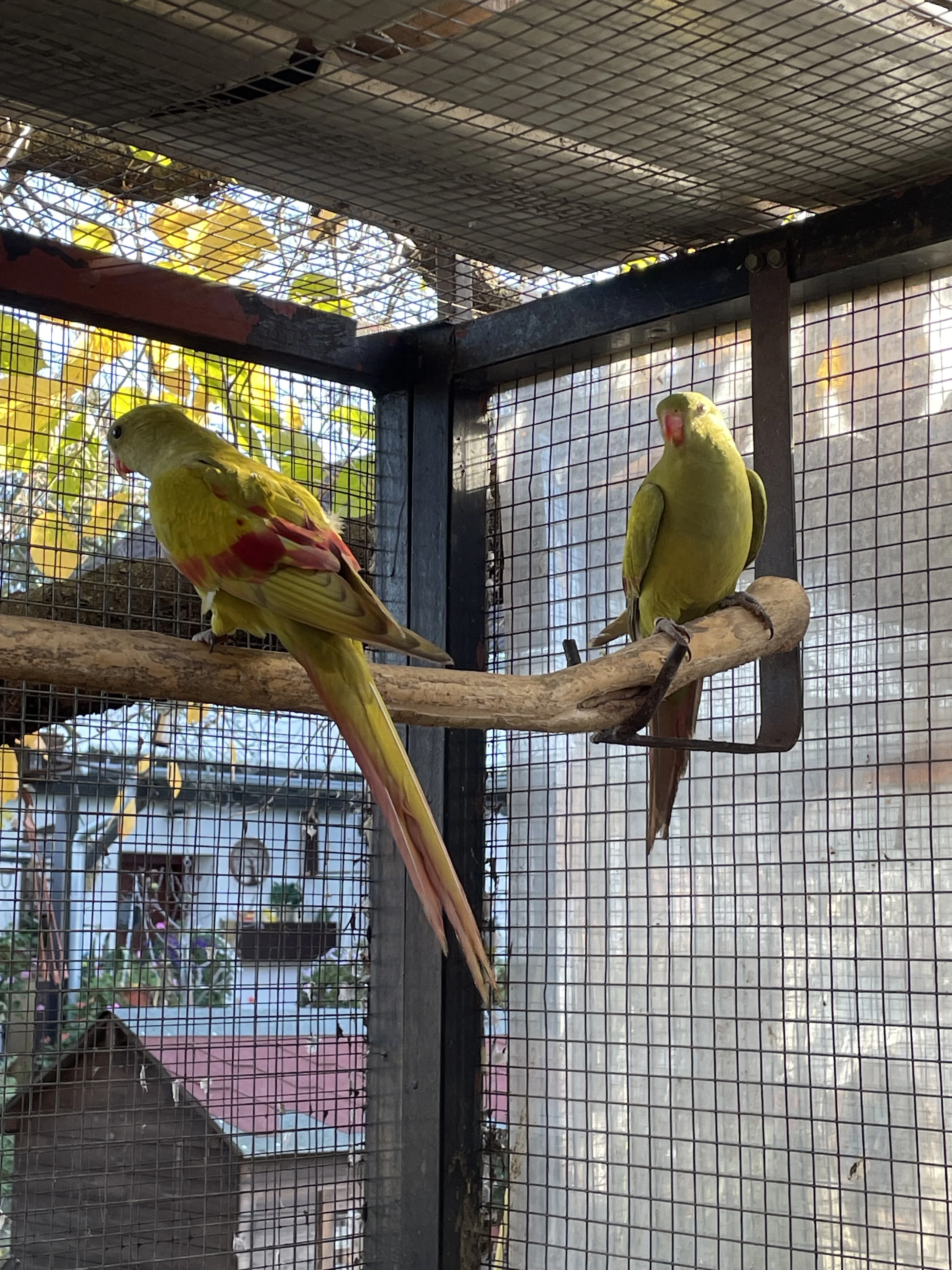 Papoušek horský pastel