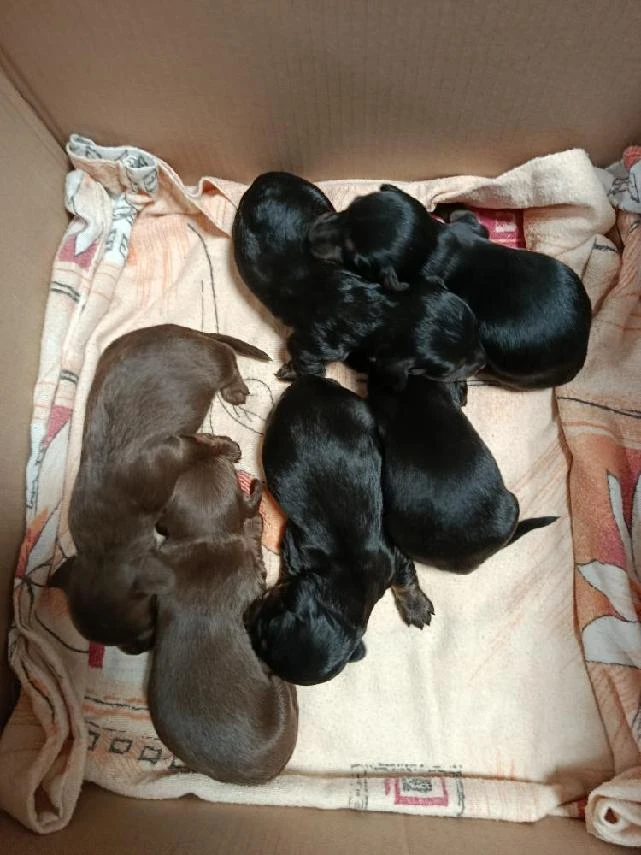 Jezevčík dlouhosrstý