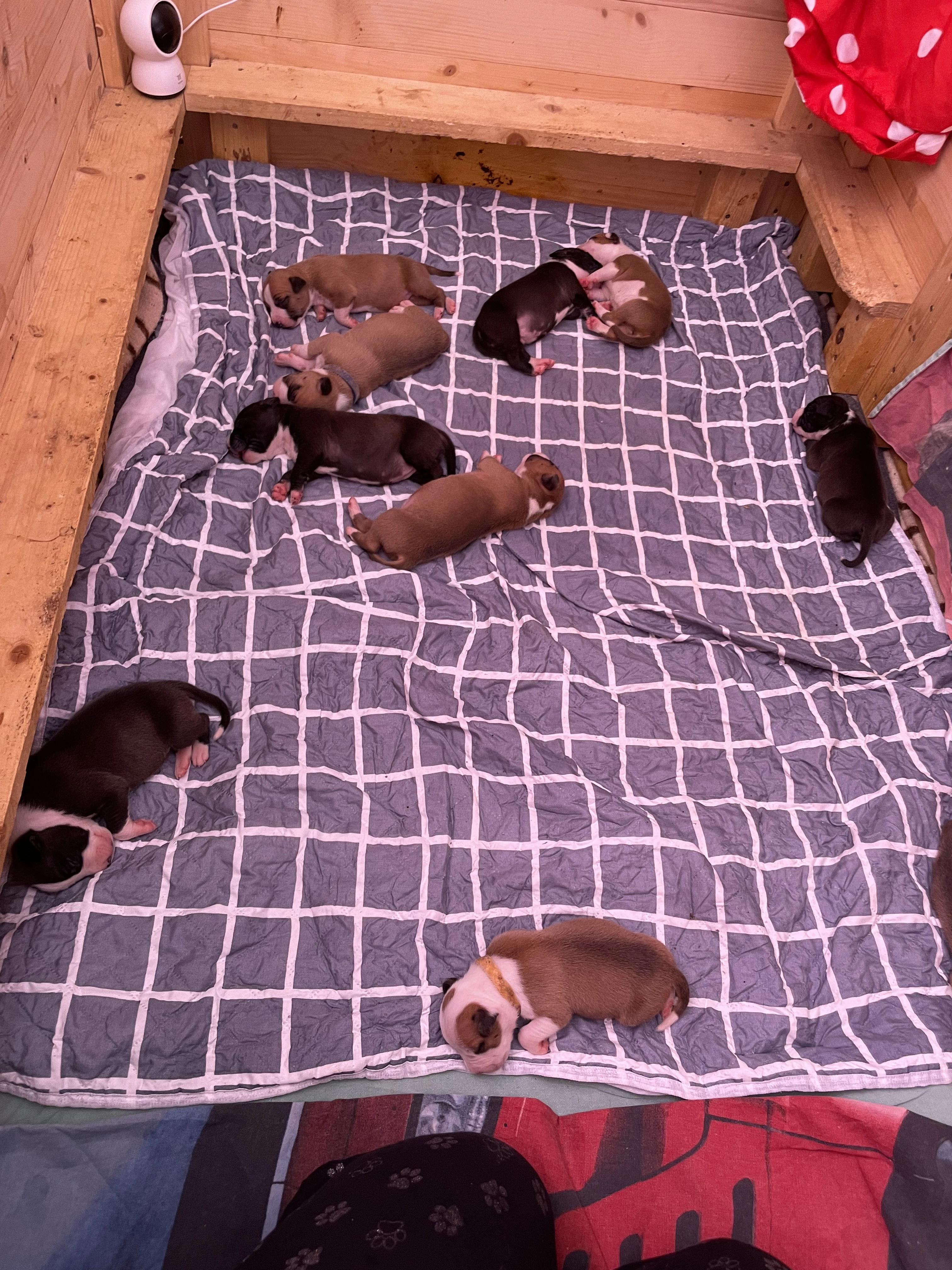  Americký stafordširský teriér s PP