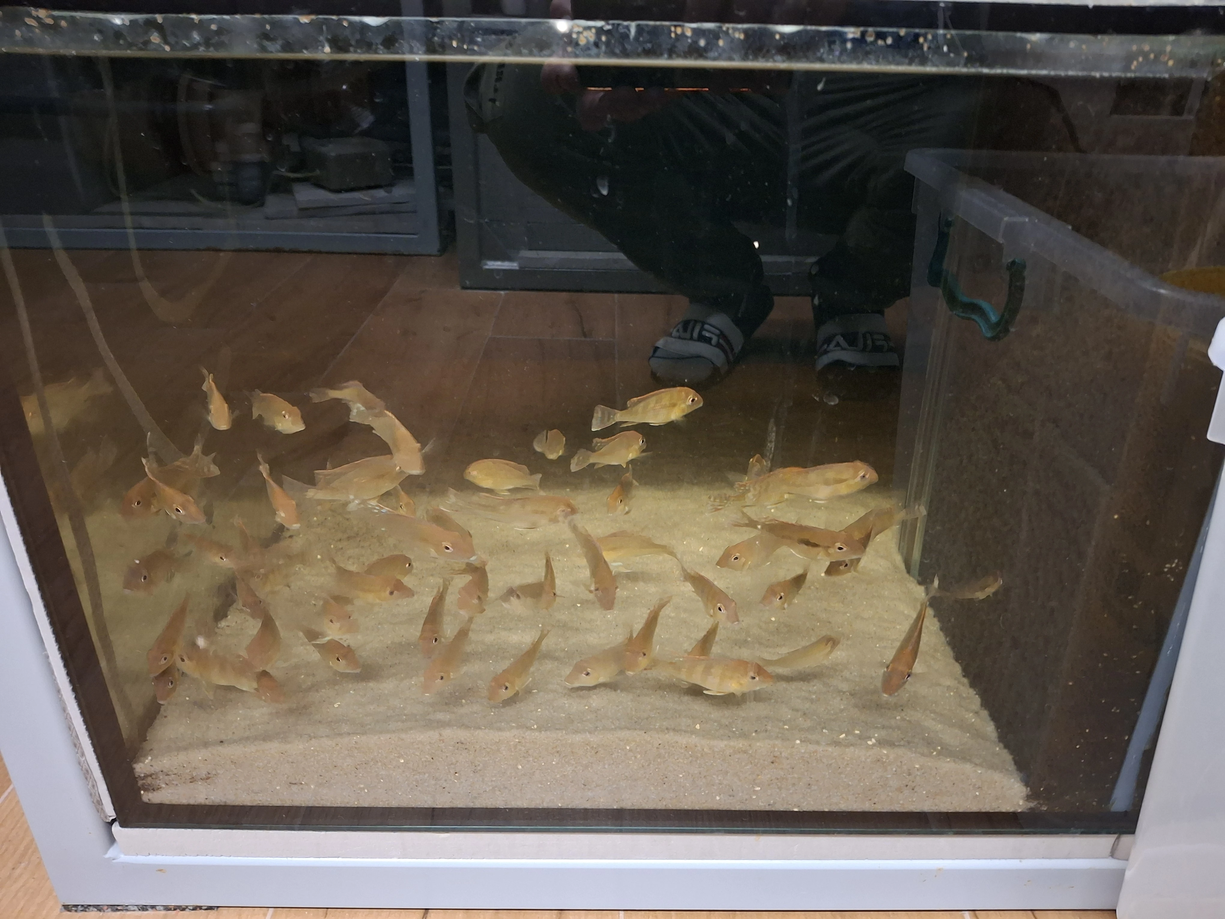 Geophagus tapajos red head