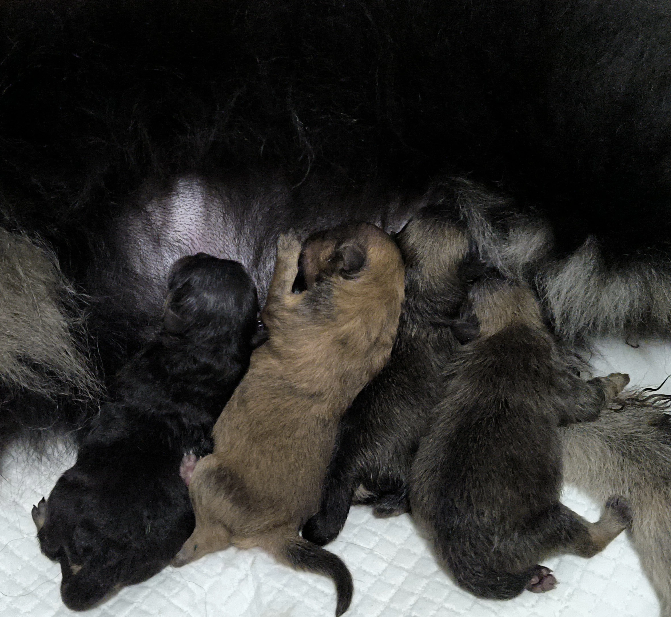 Štěňata pomeraniana s PP FCI