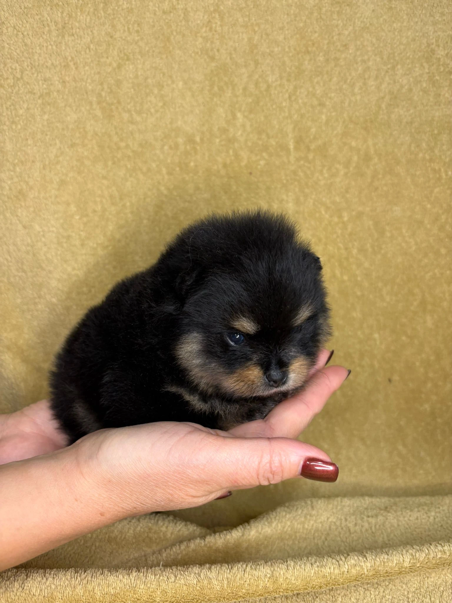 Štěňata pomeraniana s PP FCI