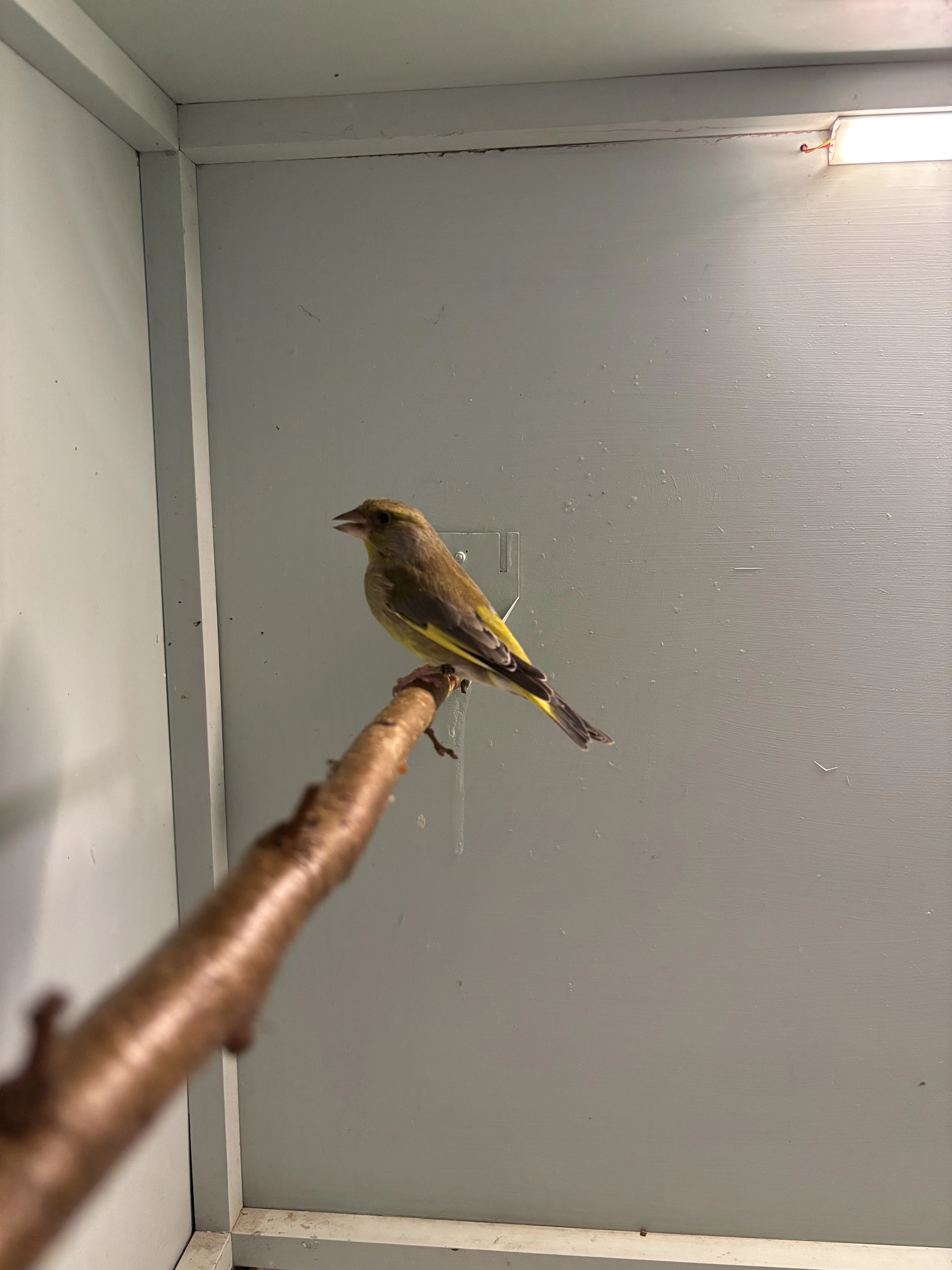 Prodám zvonek zelený