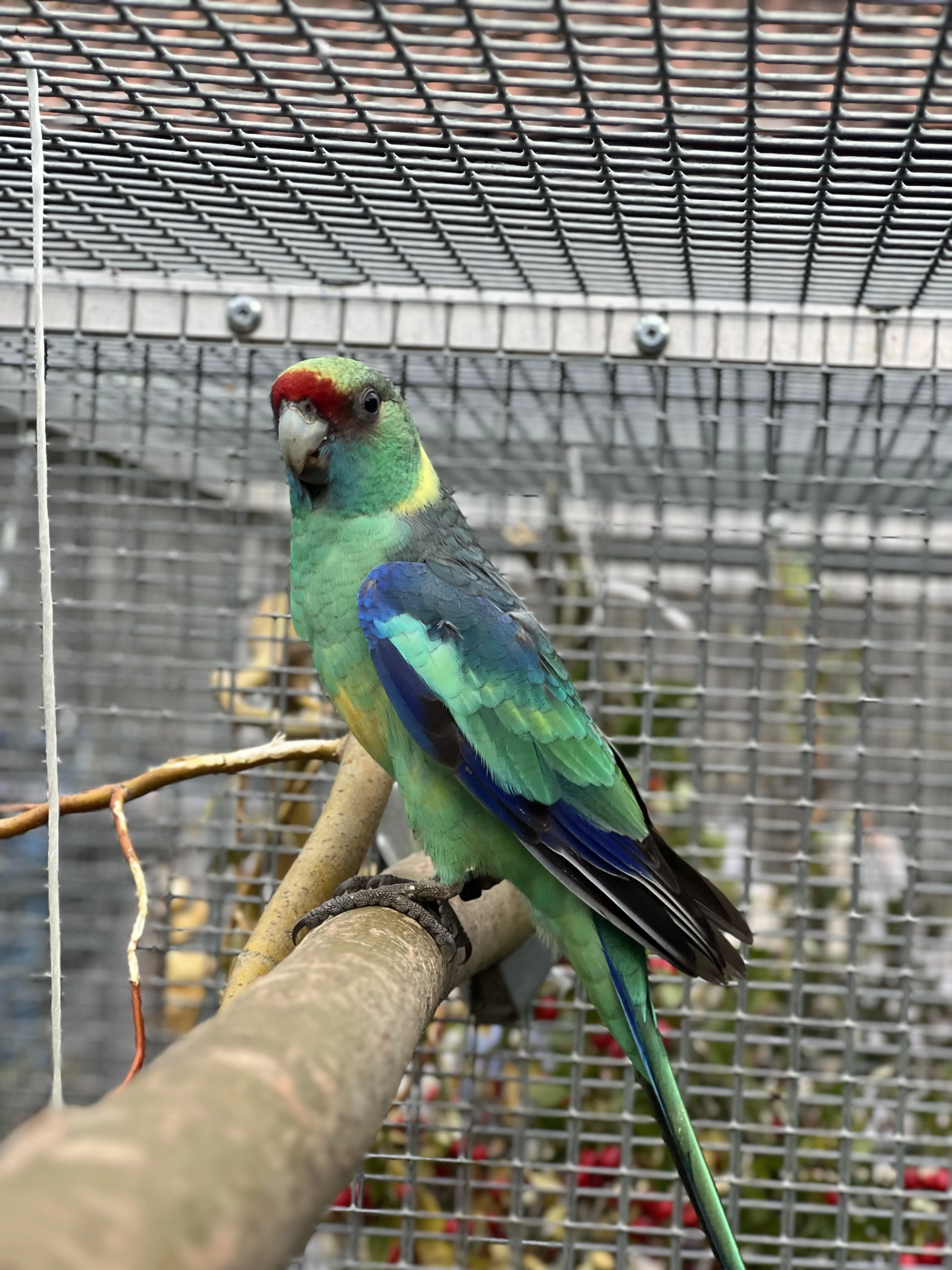 Bernard červenočelý štěp. na modré