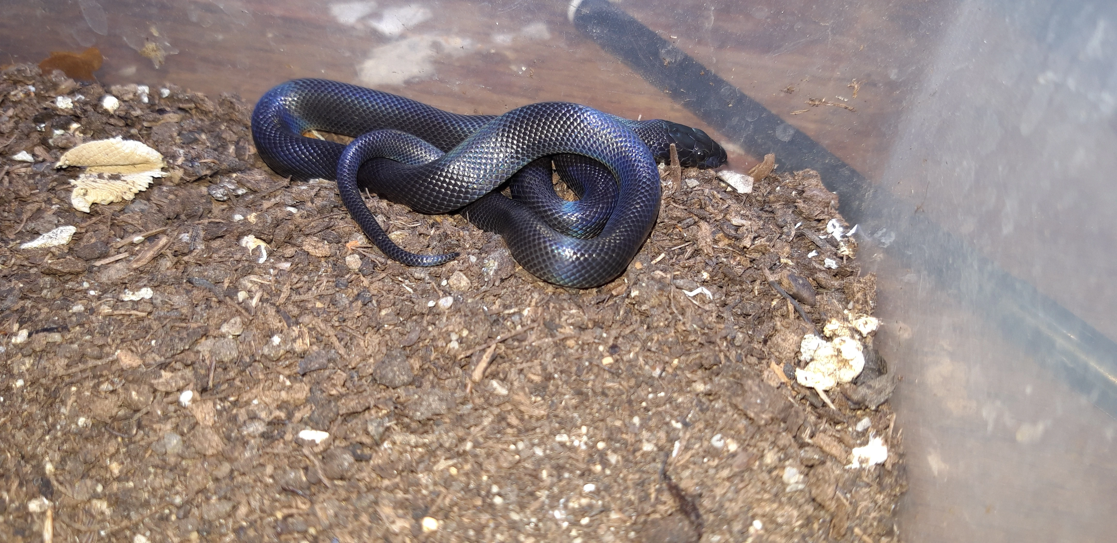 Boaedon fuliginosus Black