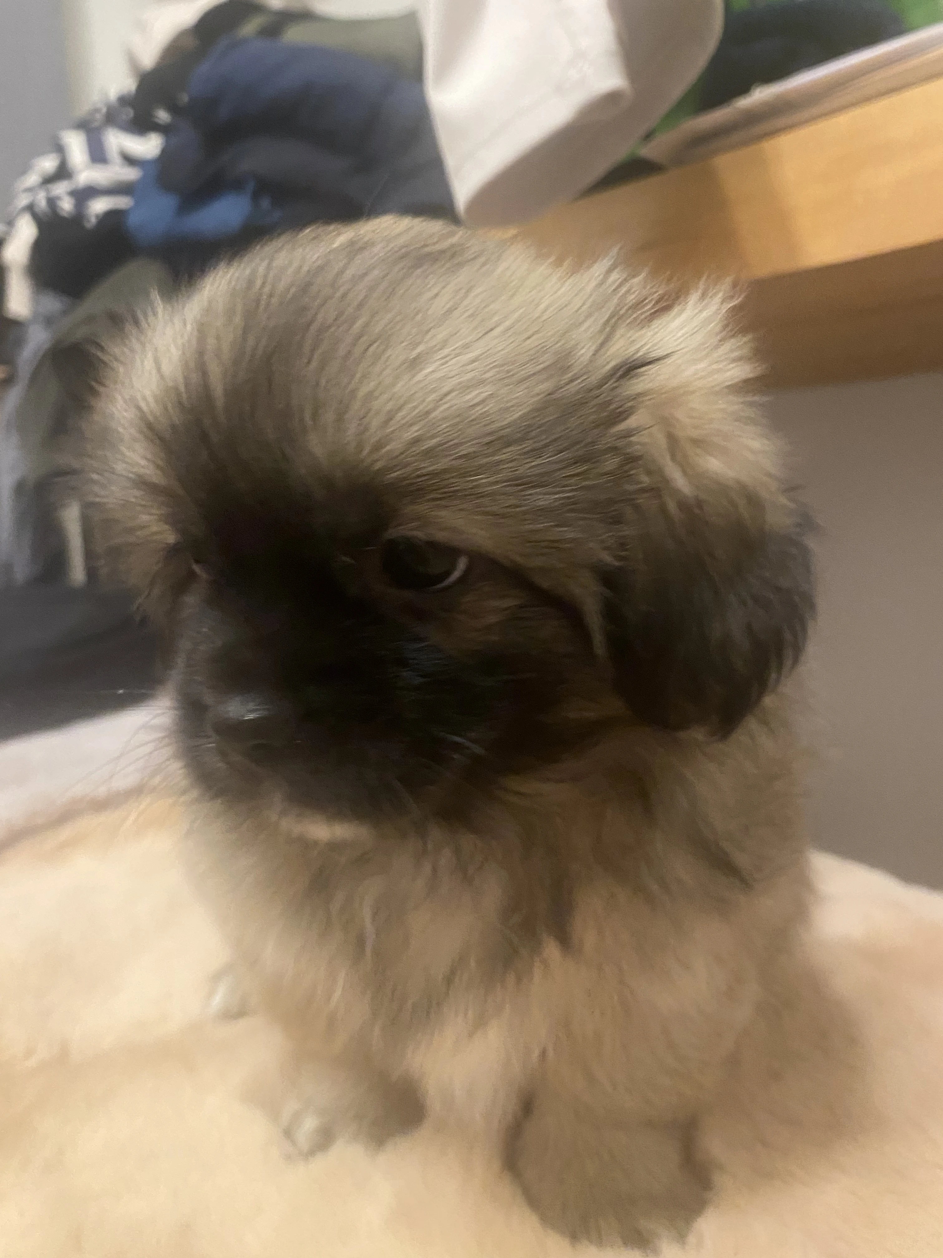 Štěňátko Tibetského Španěla