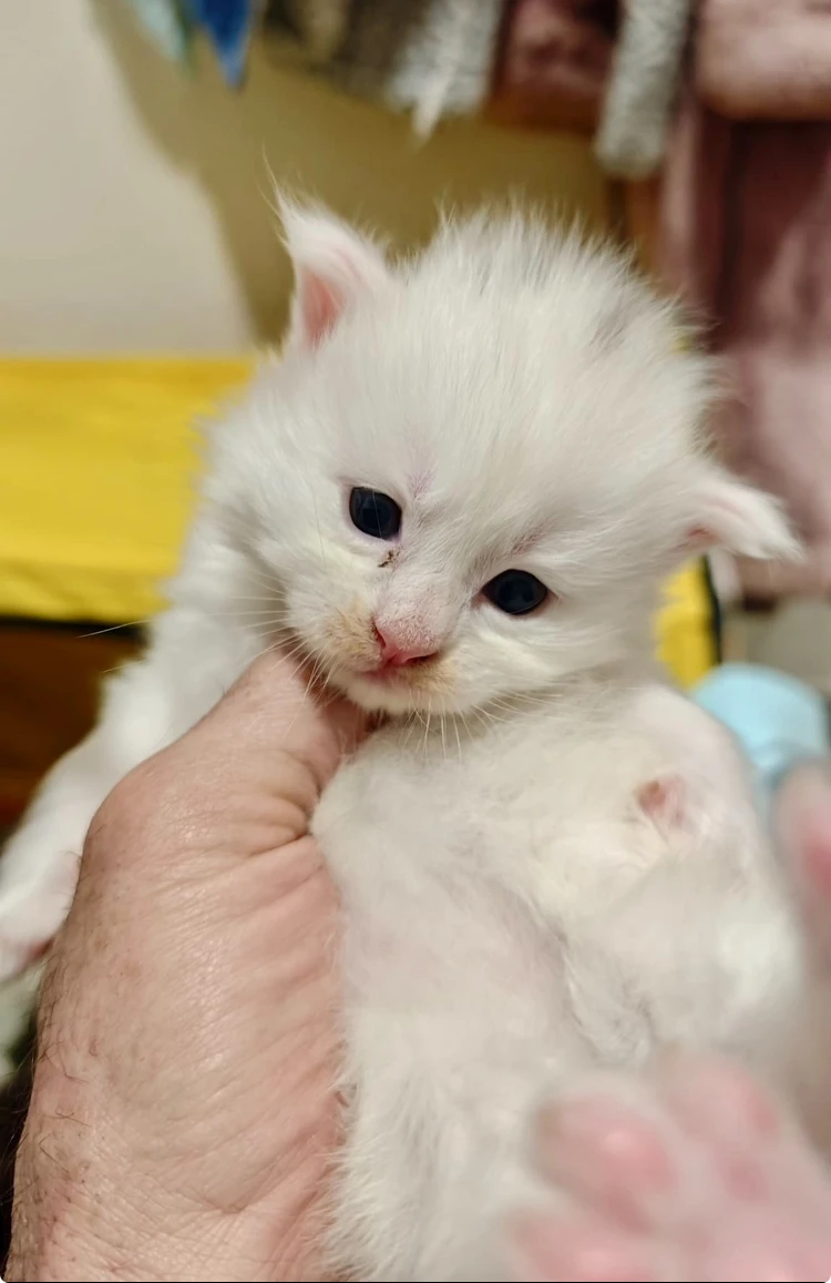 Mainský Mývalí Kocourek