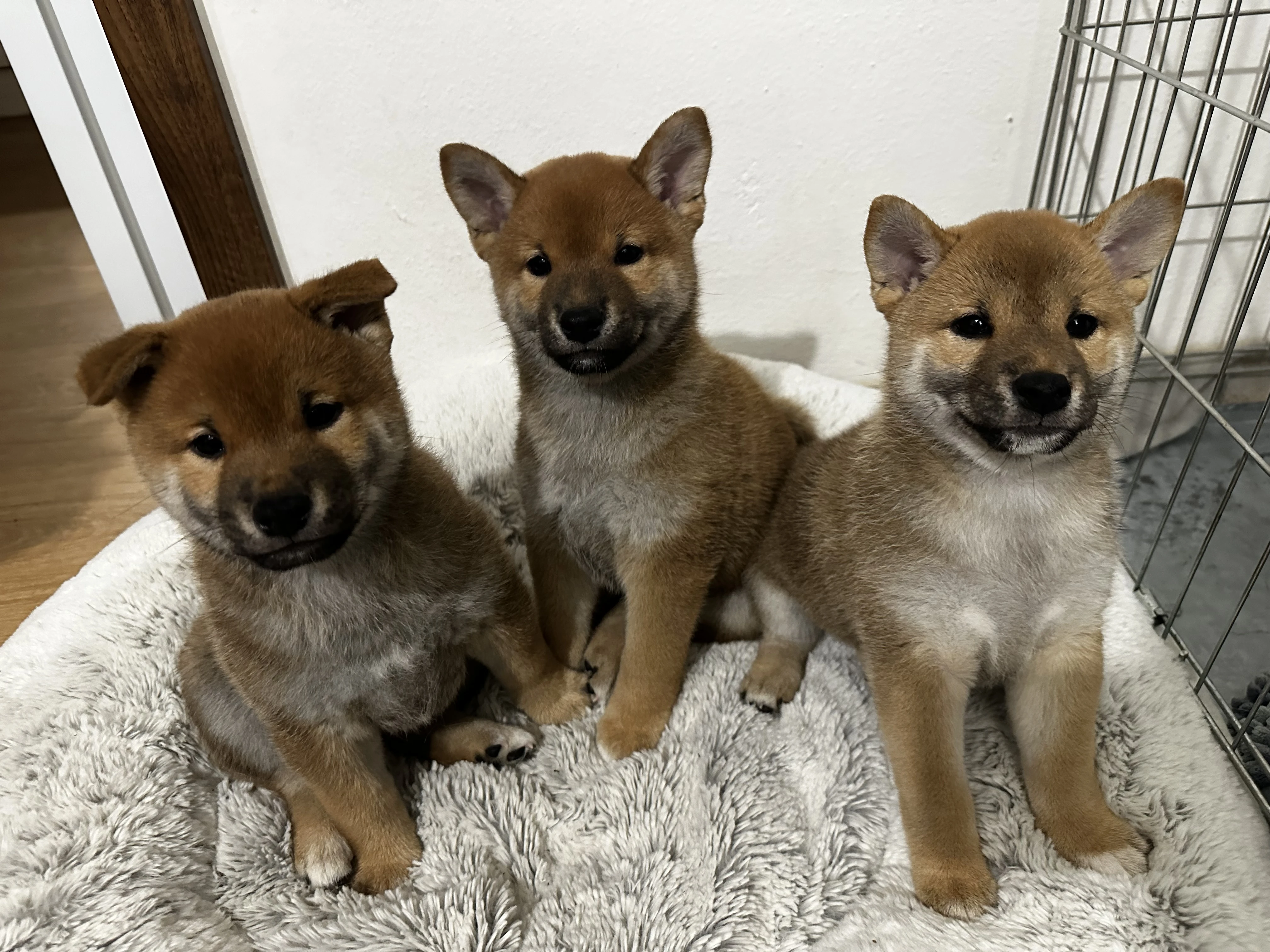 Shiba s PP k odběru