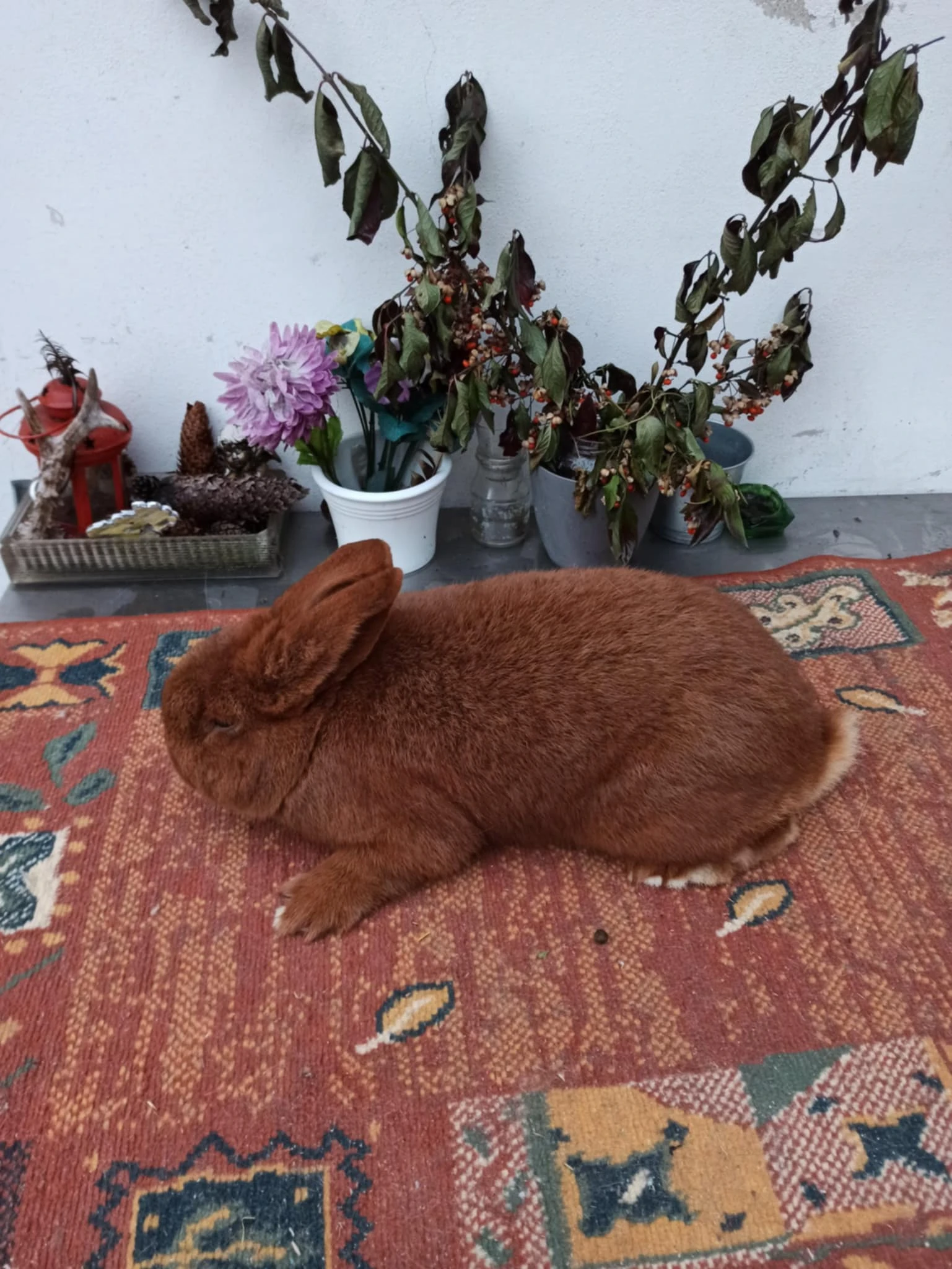 Novozélandský červený