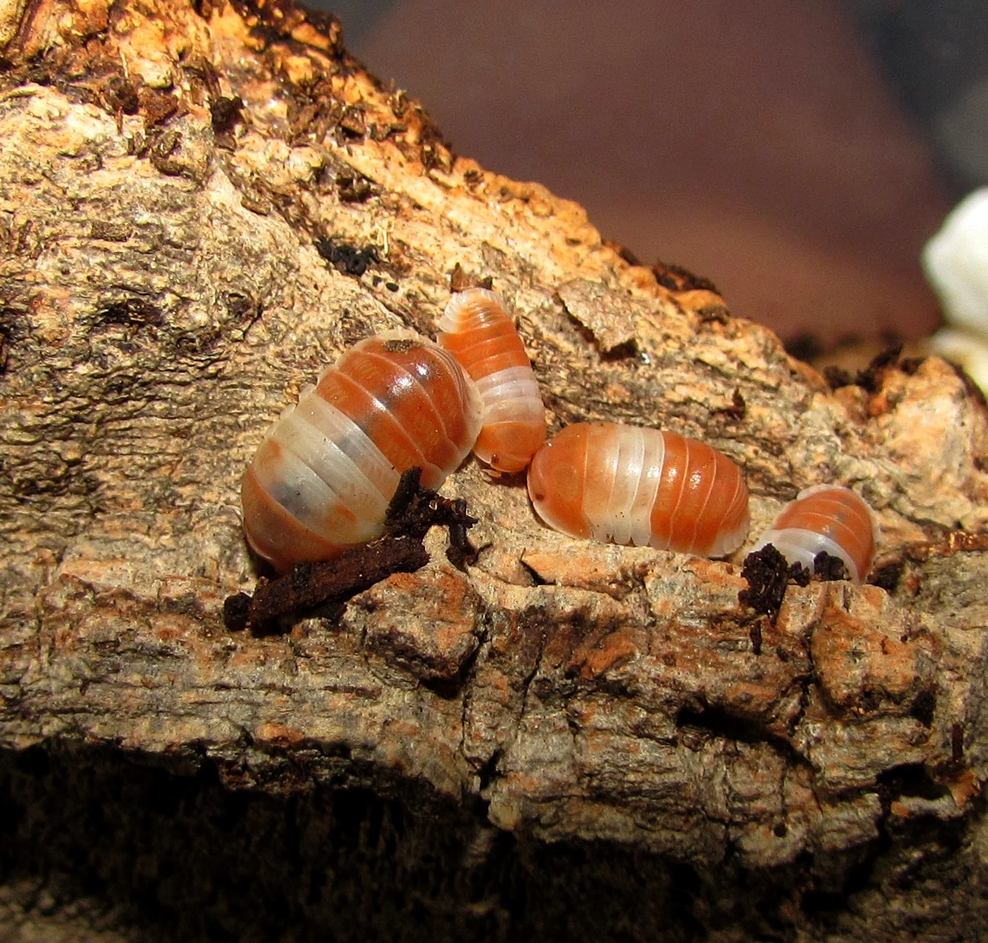 Isopody - do terárií i hobby,boxy,krmivo