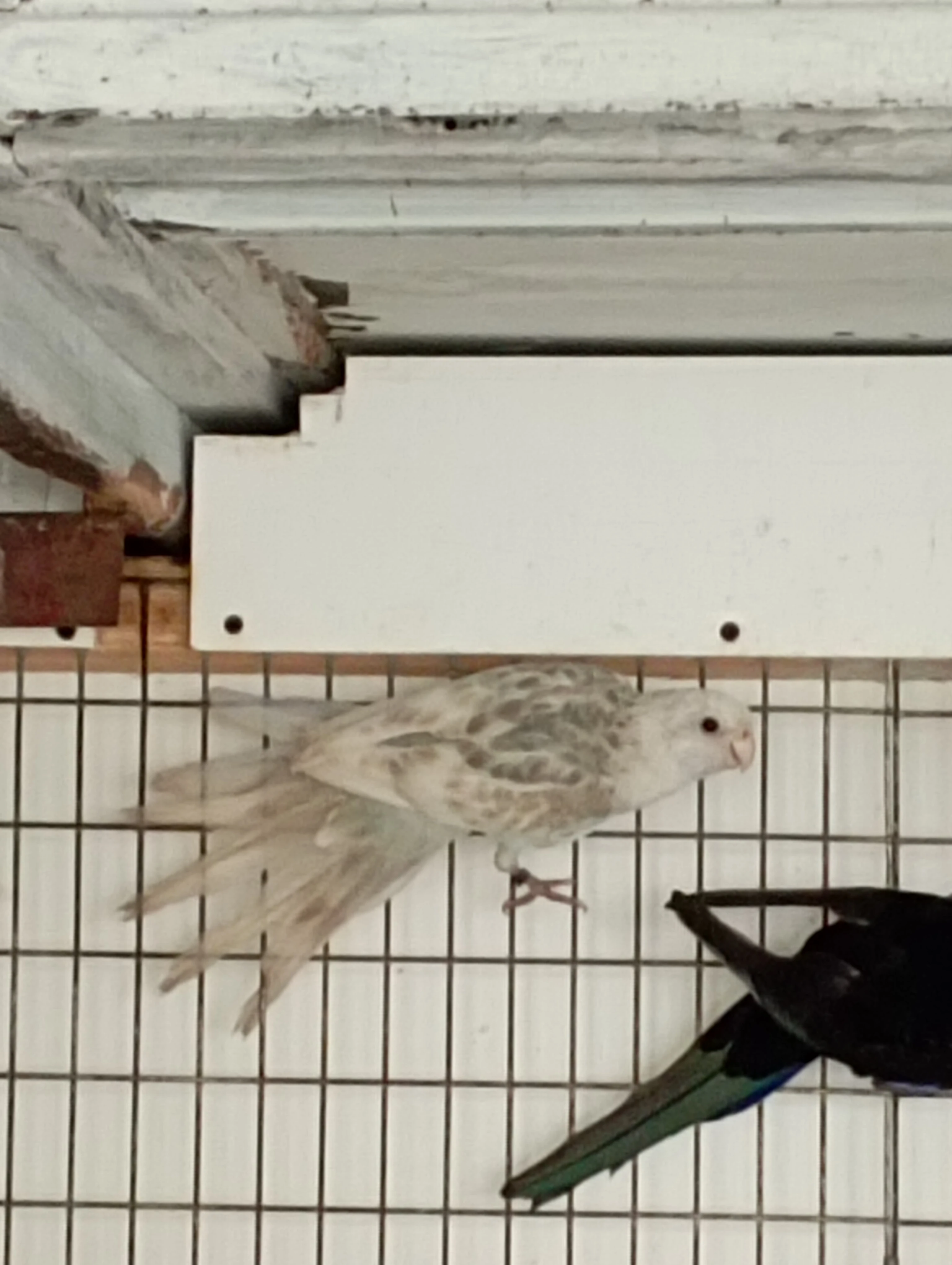 Rosela pestrá modrá straka