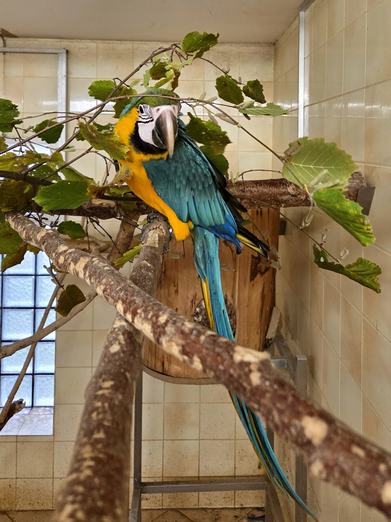 Ara Ararauna – samica 2025