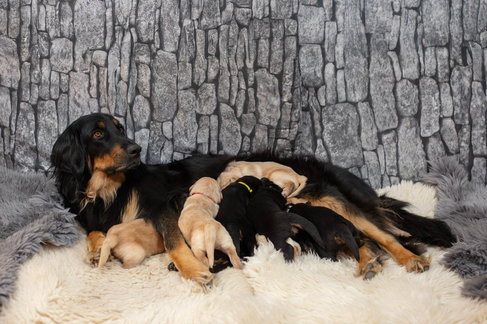 Nabídka štěňátek Hovawarta s PP