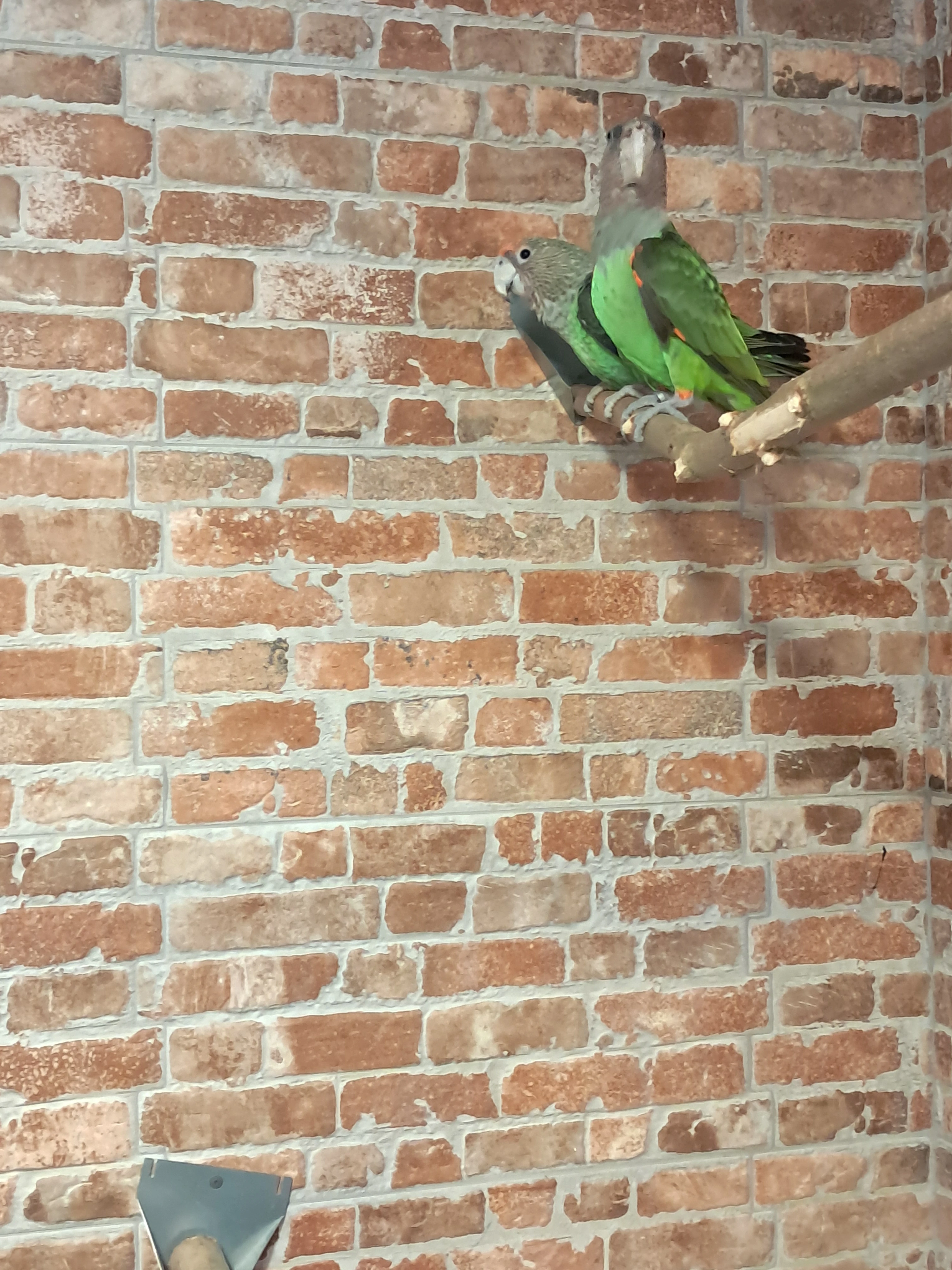 Papoušek šedohlavý