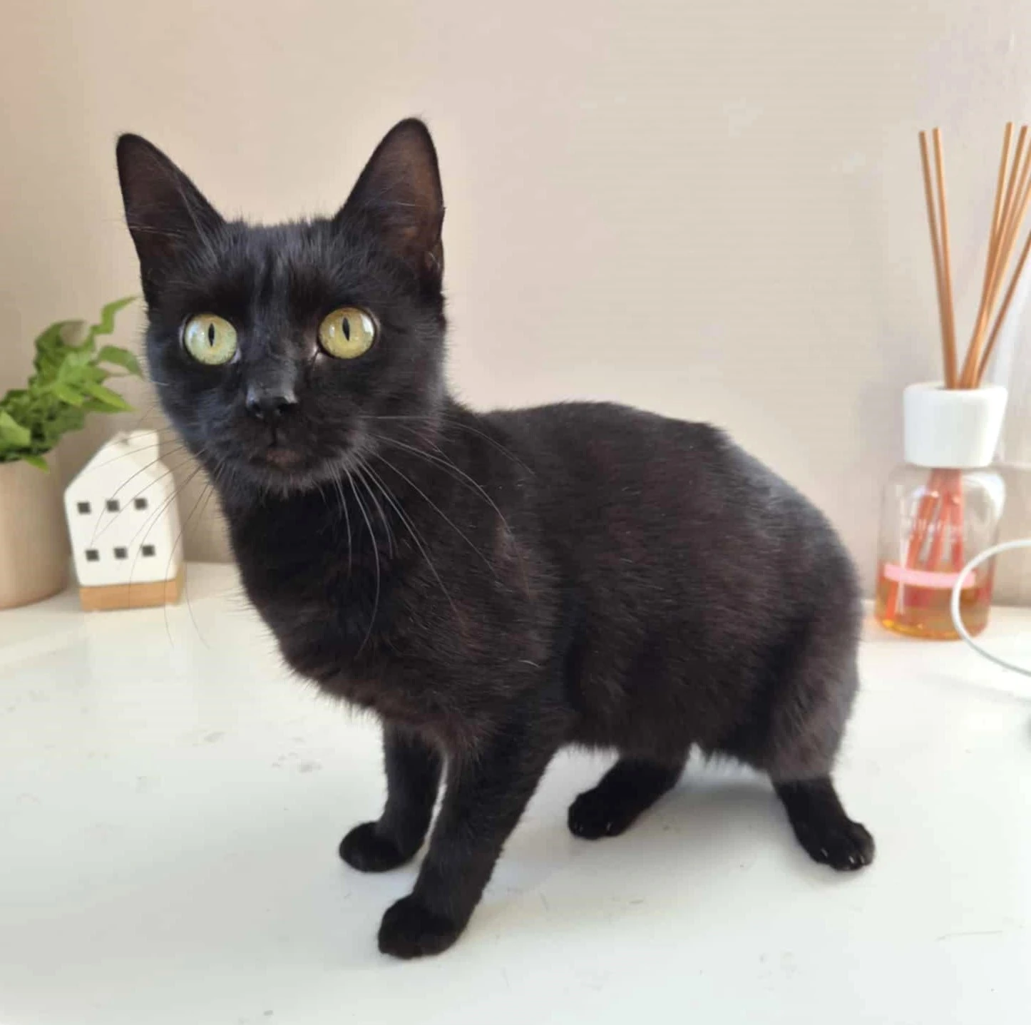 Kočička Astrid hledá nový domov