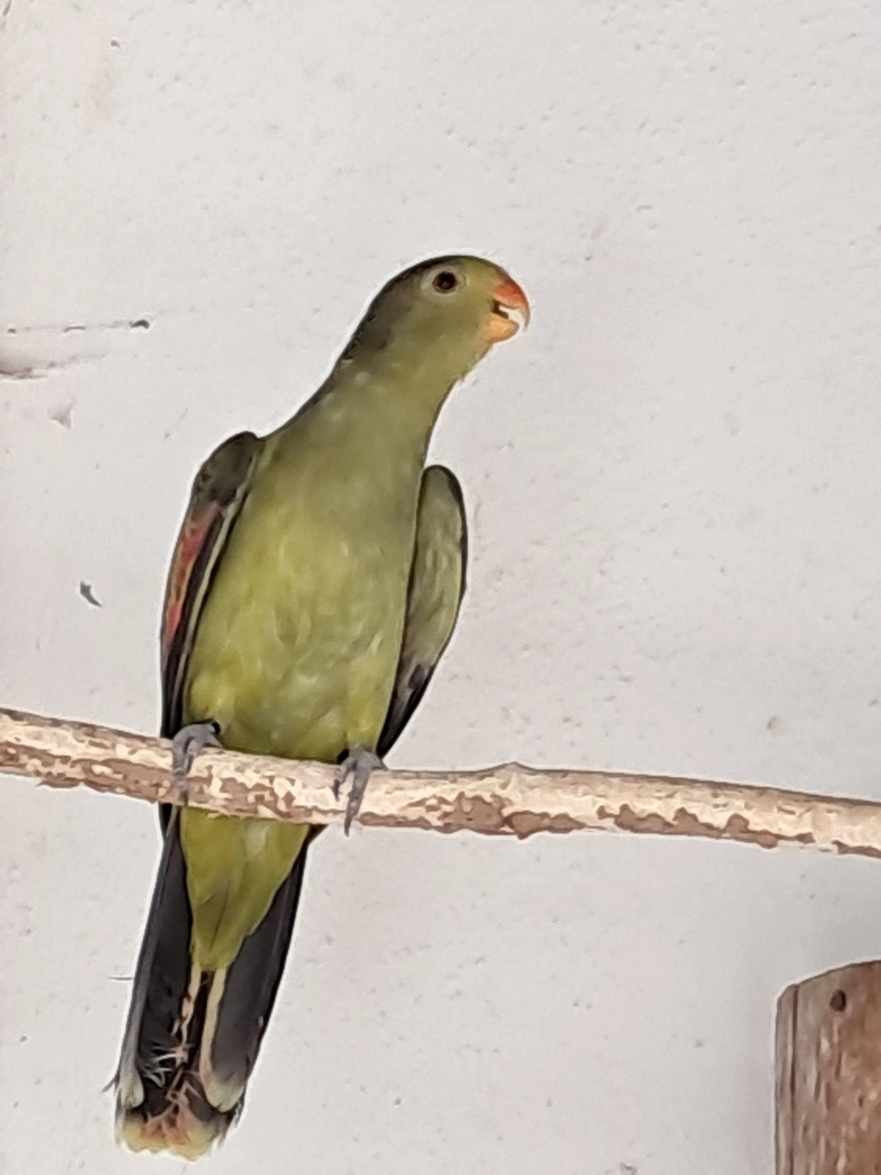 Červenokřídlý ŠEDOZelený štěpitelný na žluté - 0,1 kroužek 23 s testy dna, pbfd