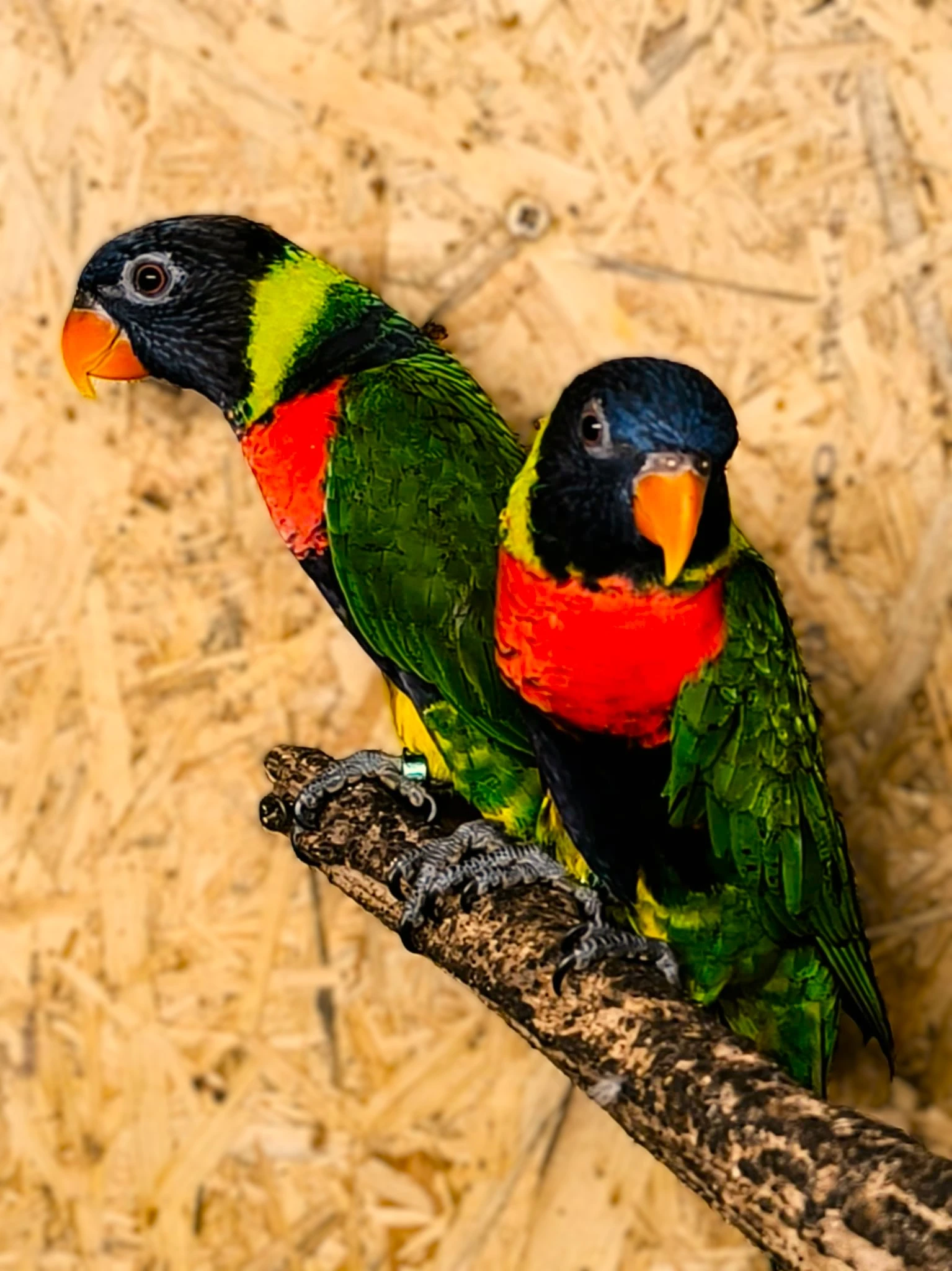 Lori sumbawský - Trichoglossus forsteni