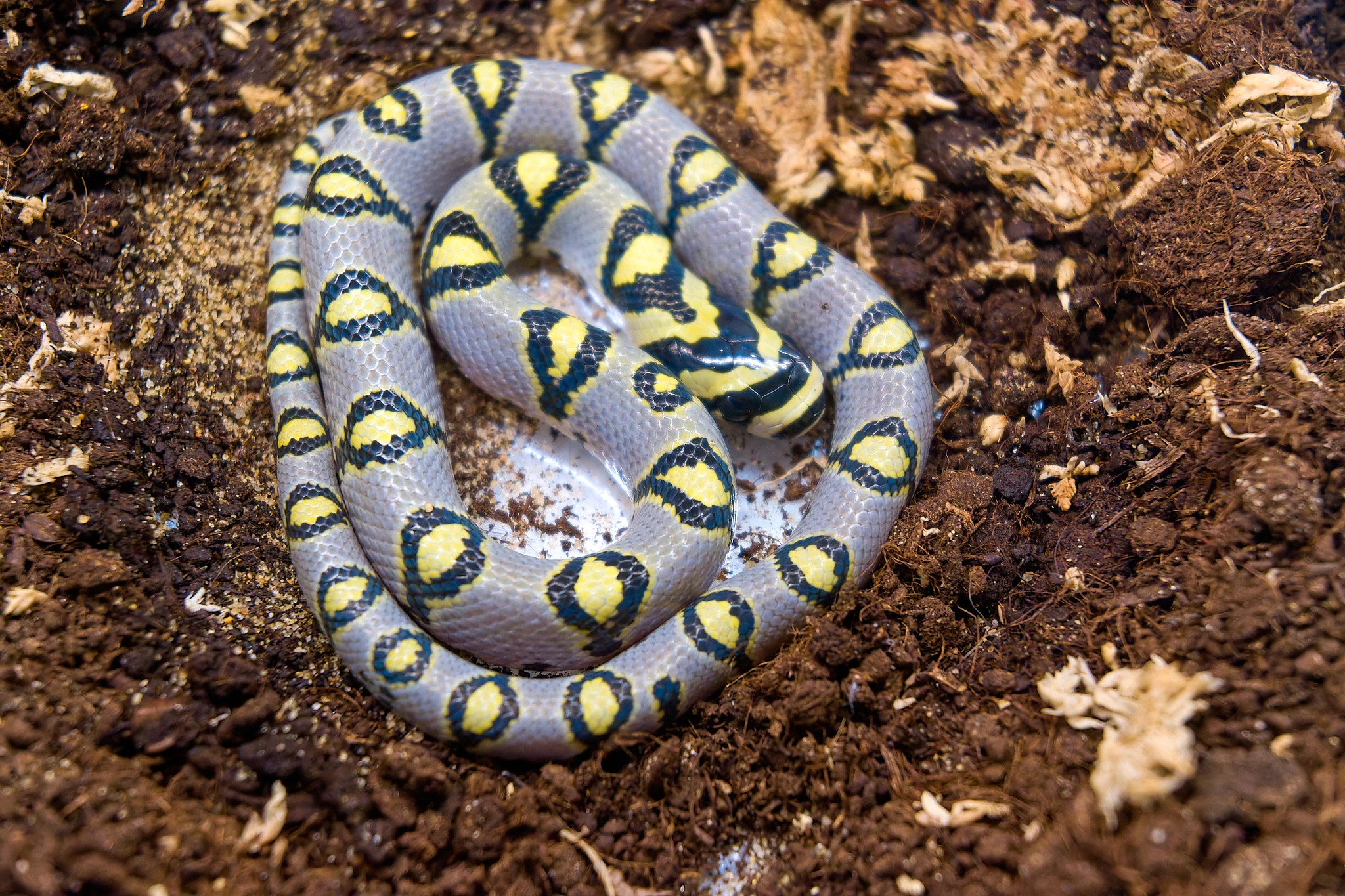 Mládě užovky mandarínské (Euprepiophis mandarinus) Sichuan
