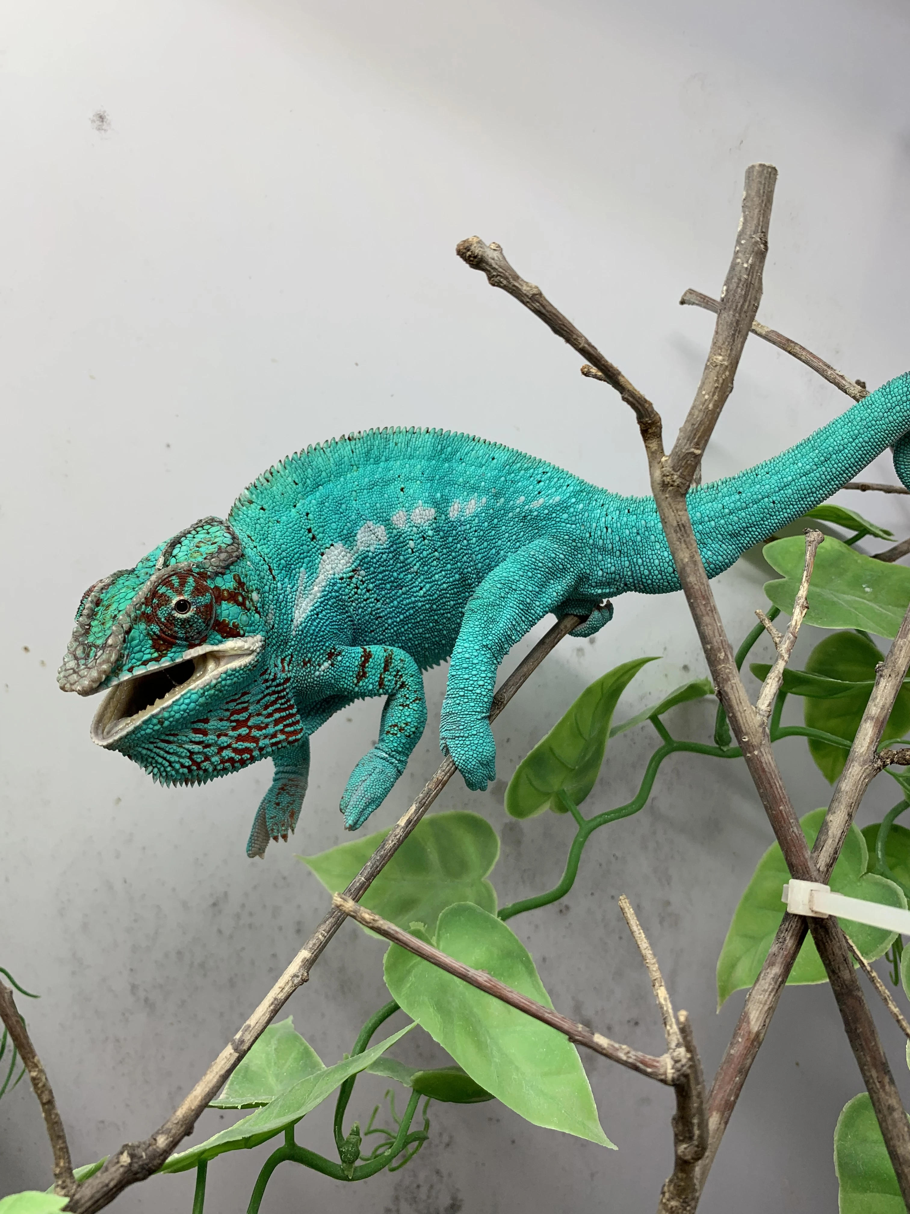 Chameleon oblast - Nosy be - f1 / f2