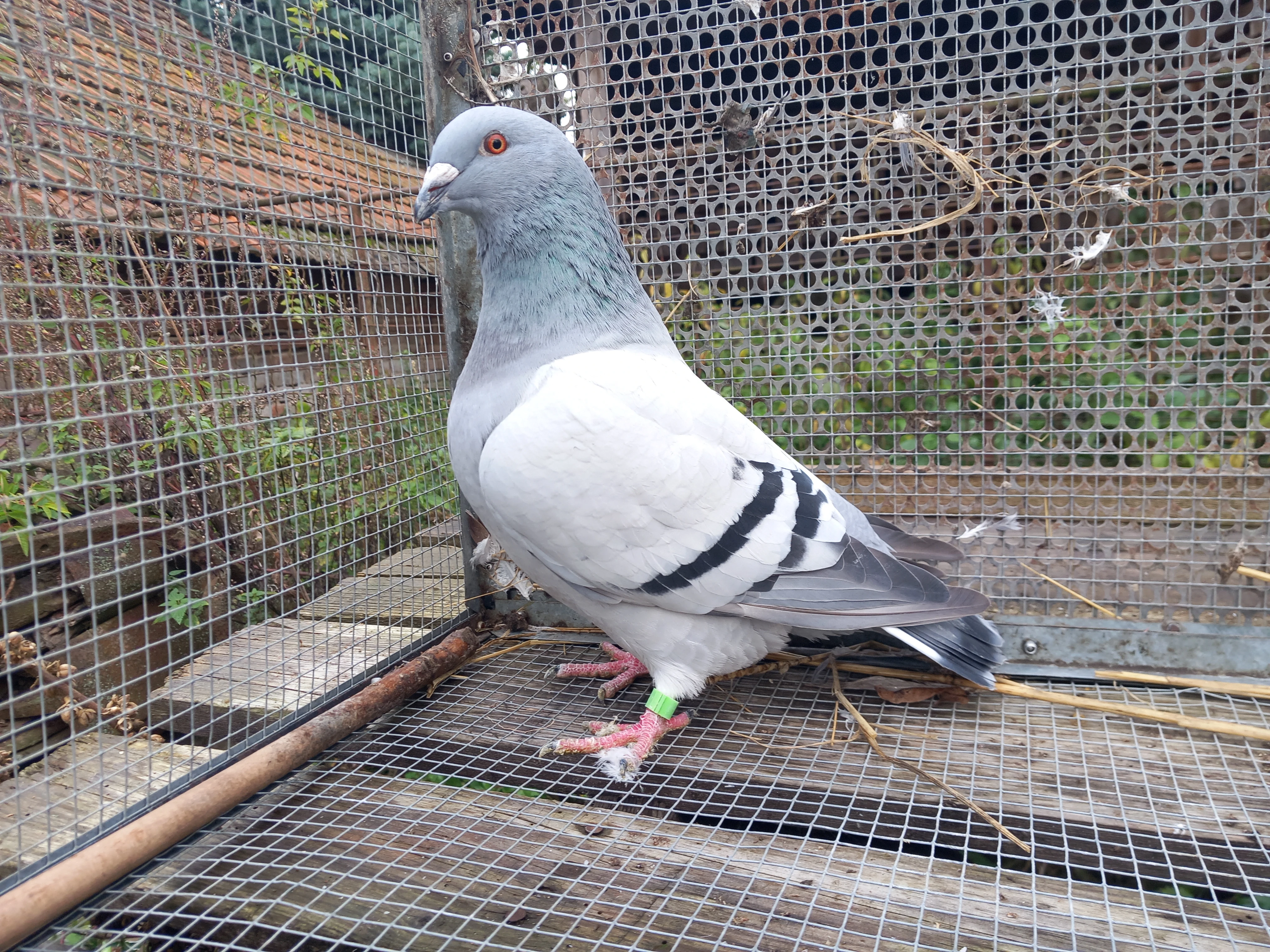 Prodám poštovní holuby Standard