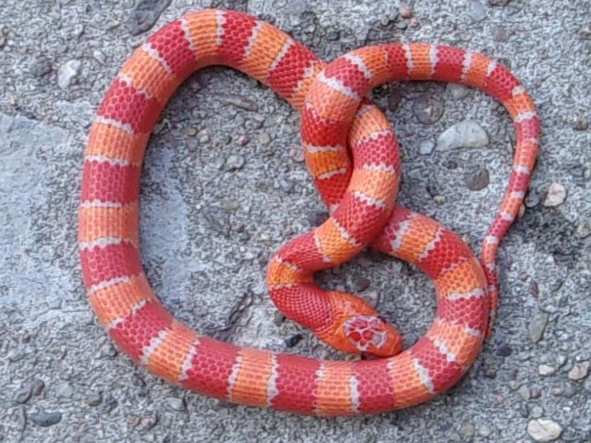 Lampropeltis mexicana Pastel King