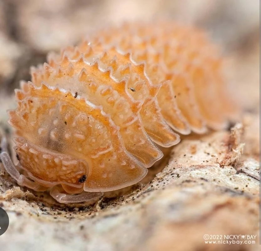 Cristarmadillidium muricatum