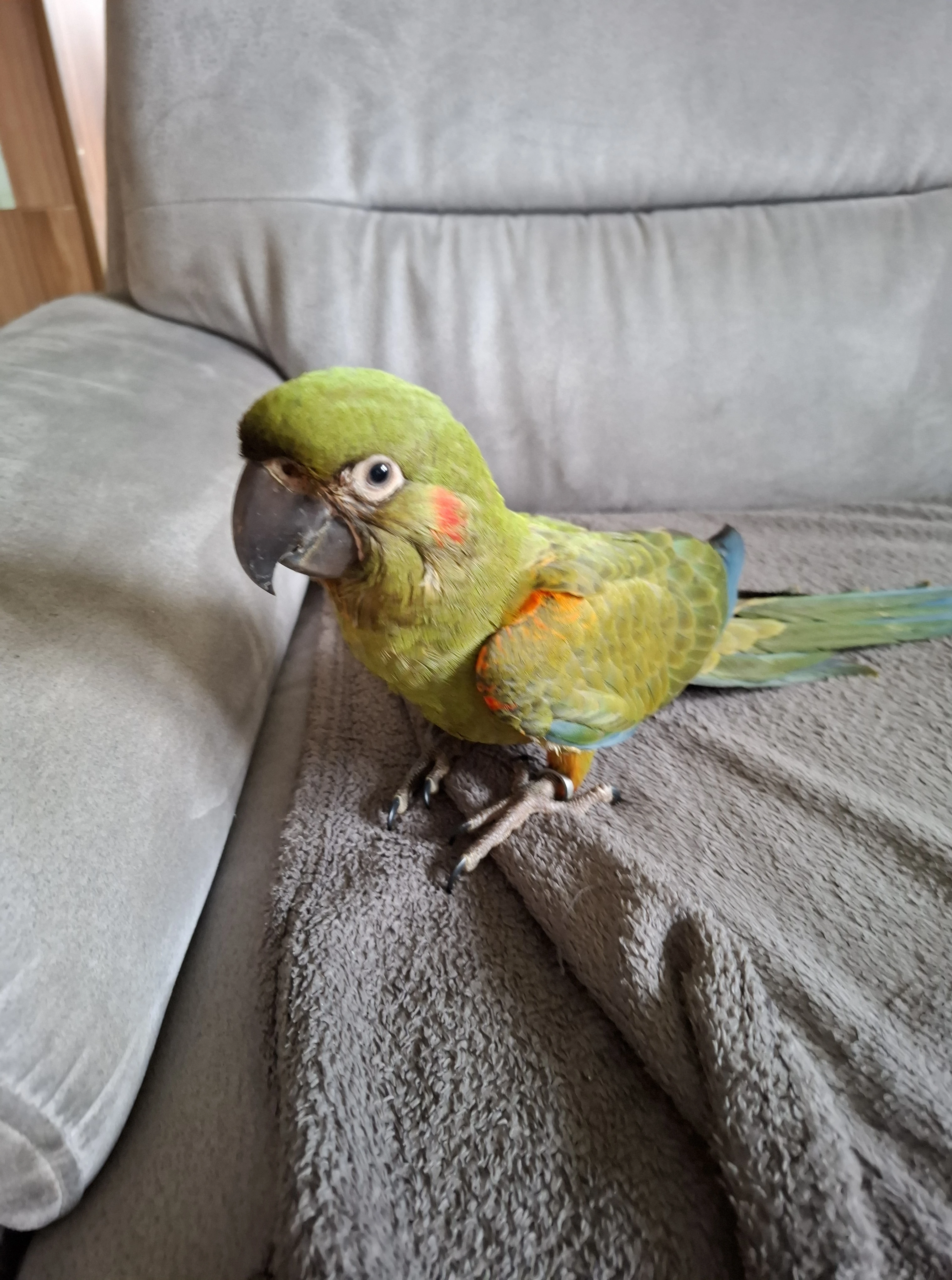 Ara rubrogenys-červenouchá