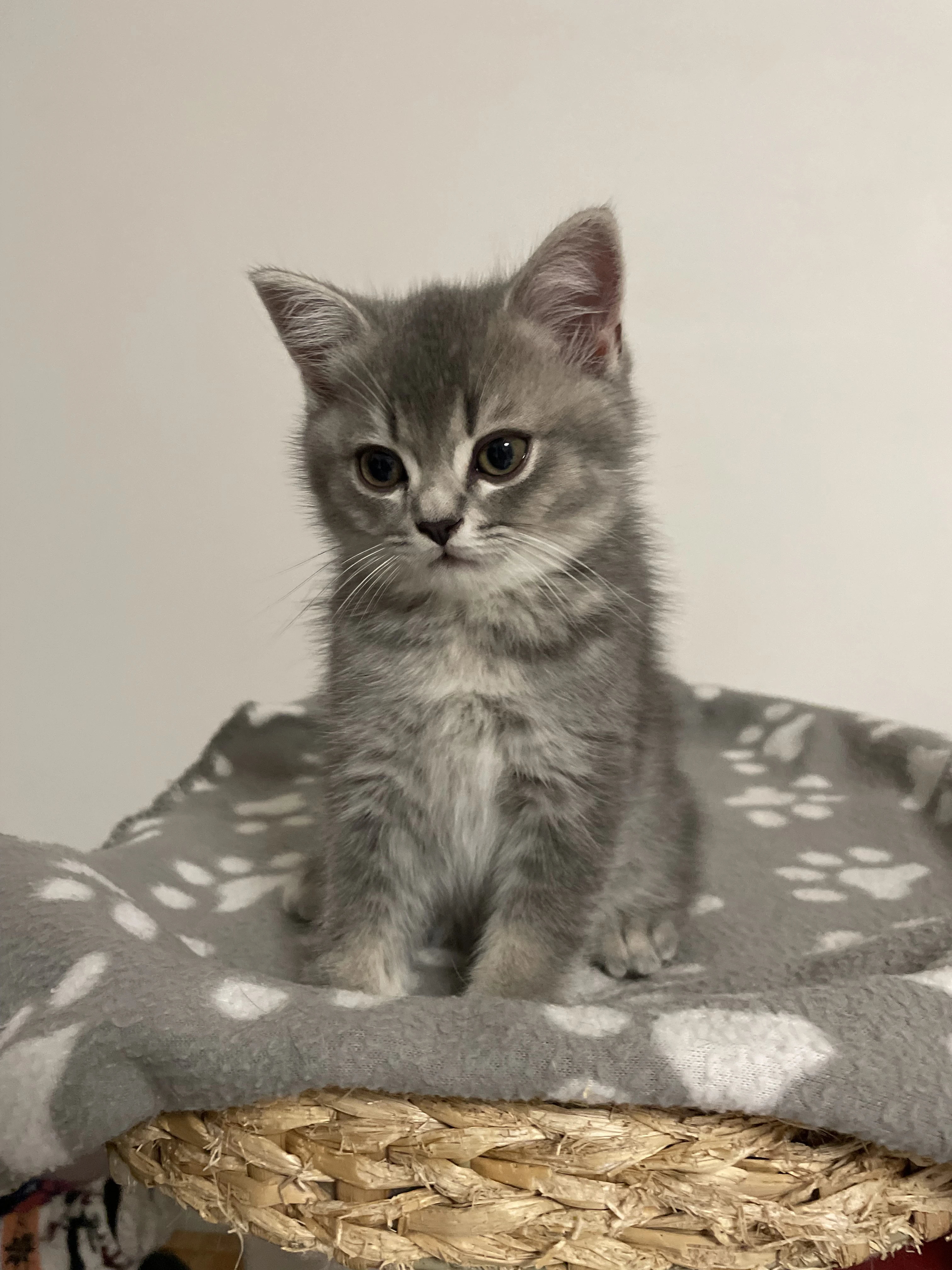 Koťátko bez PP (kocourek tmavý)