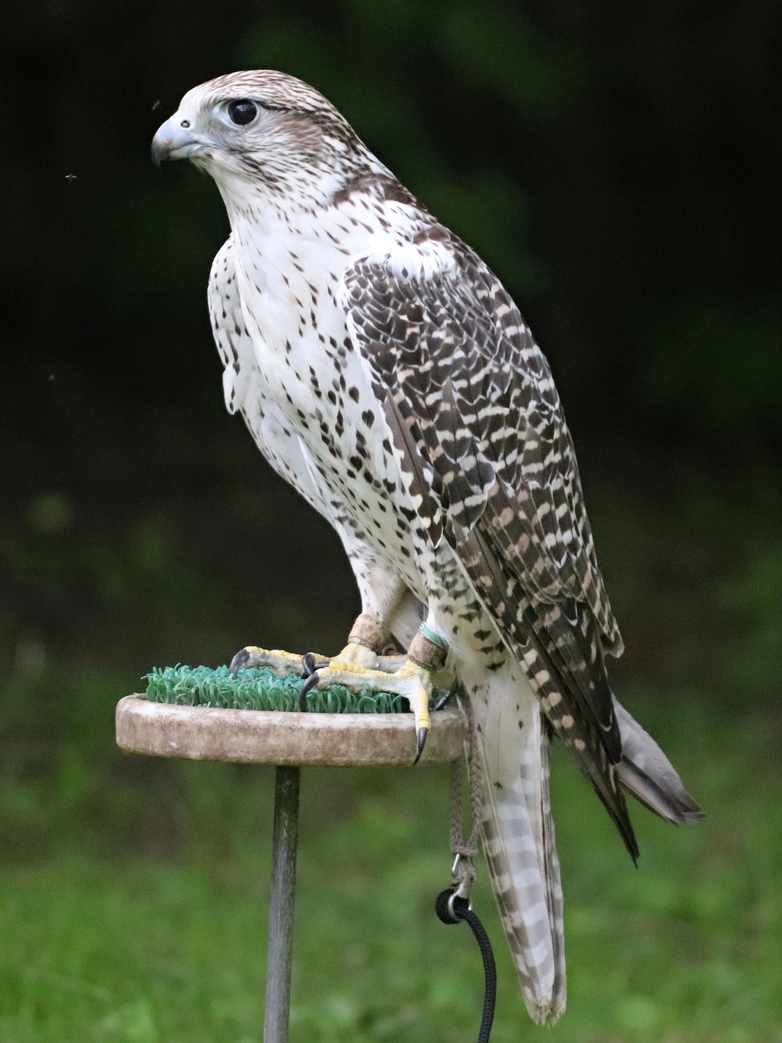 Raroh velký x raroh lovecký