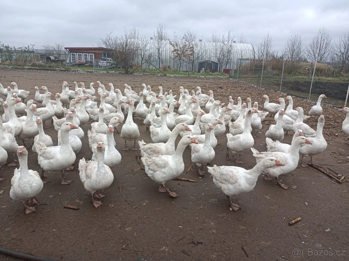 Husy německé nosné