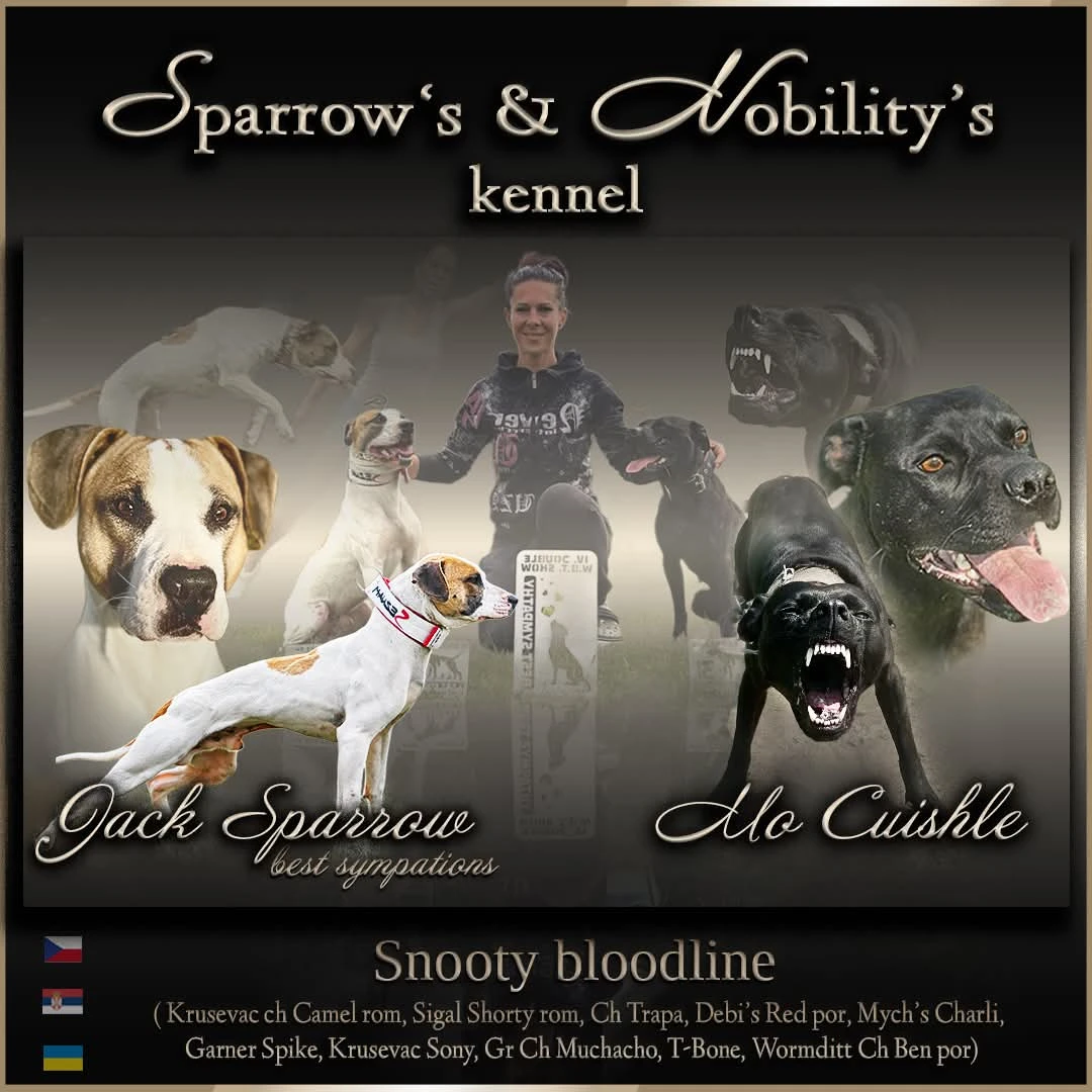 Americký pitbulterier