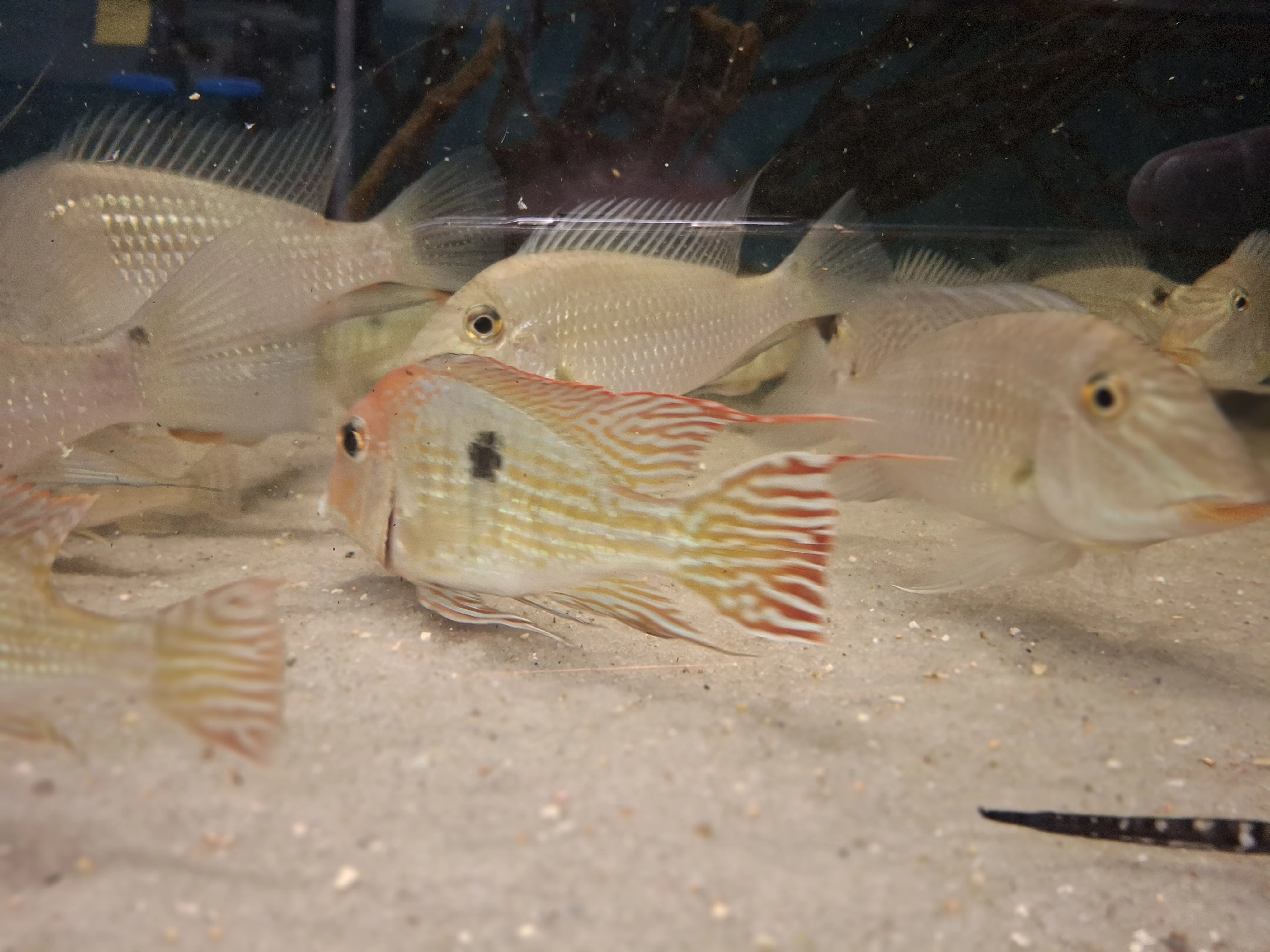 Geophagus tapajos red head