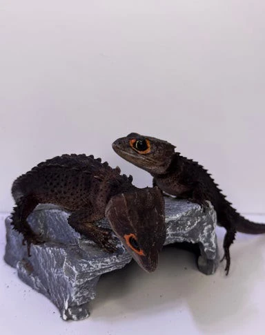 Samec a samice krokodýlích scinků červenookých