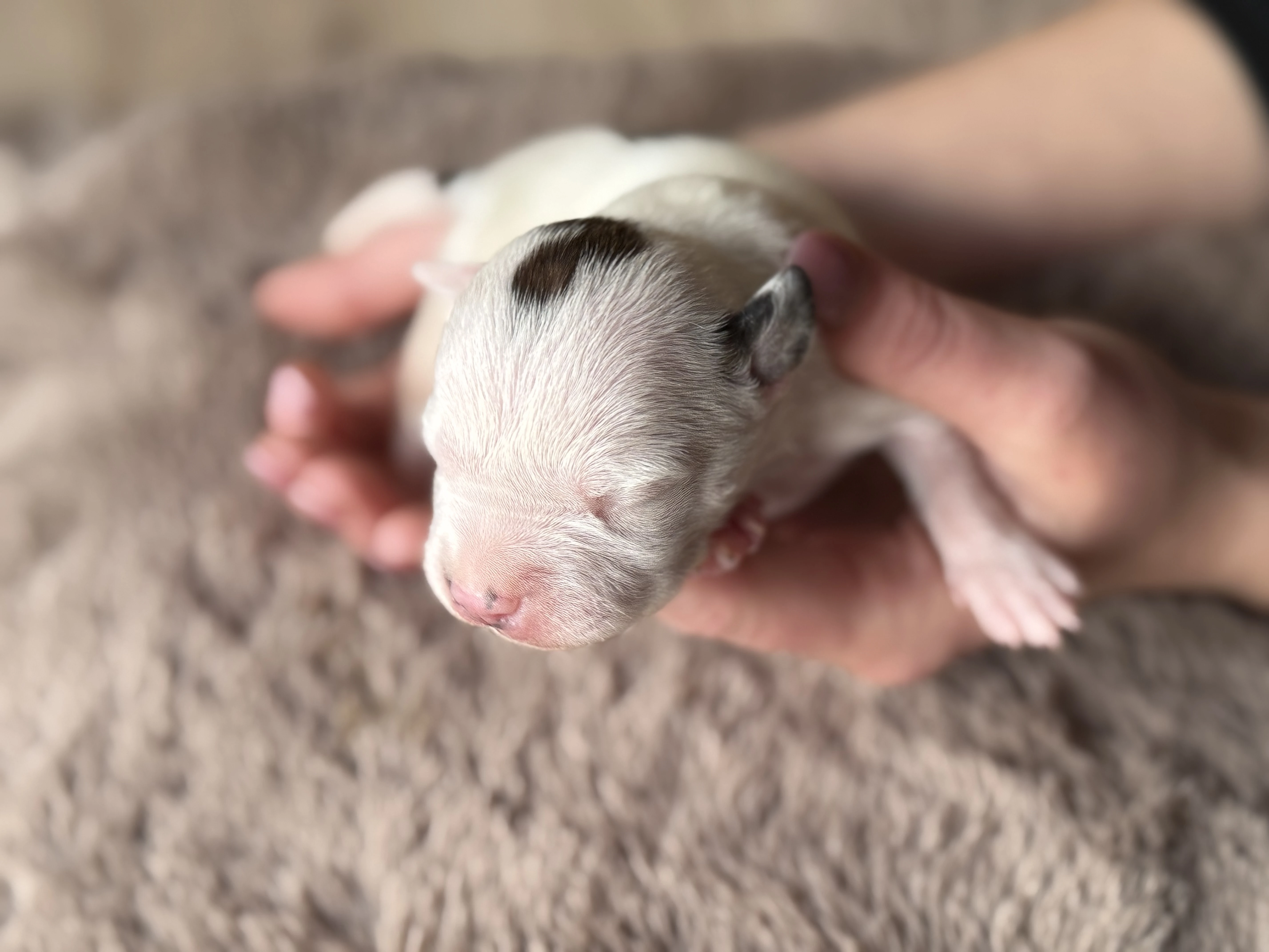 Americký stafordšírský teriér - štěňátka s PP