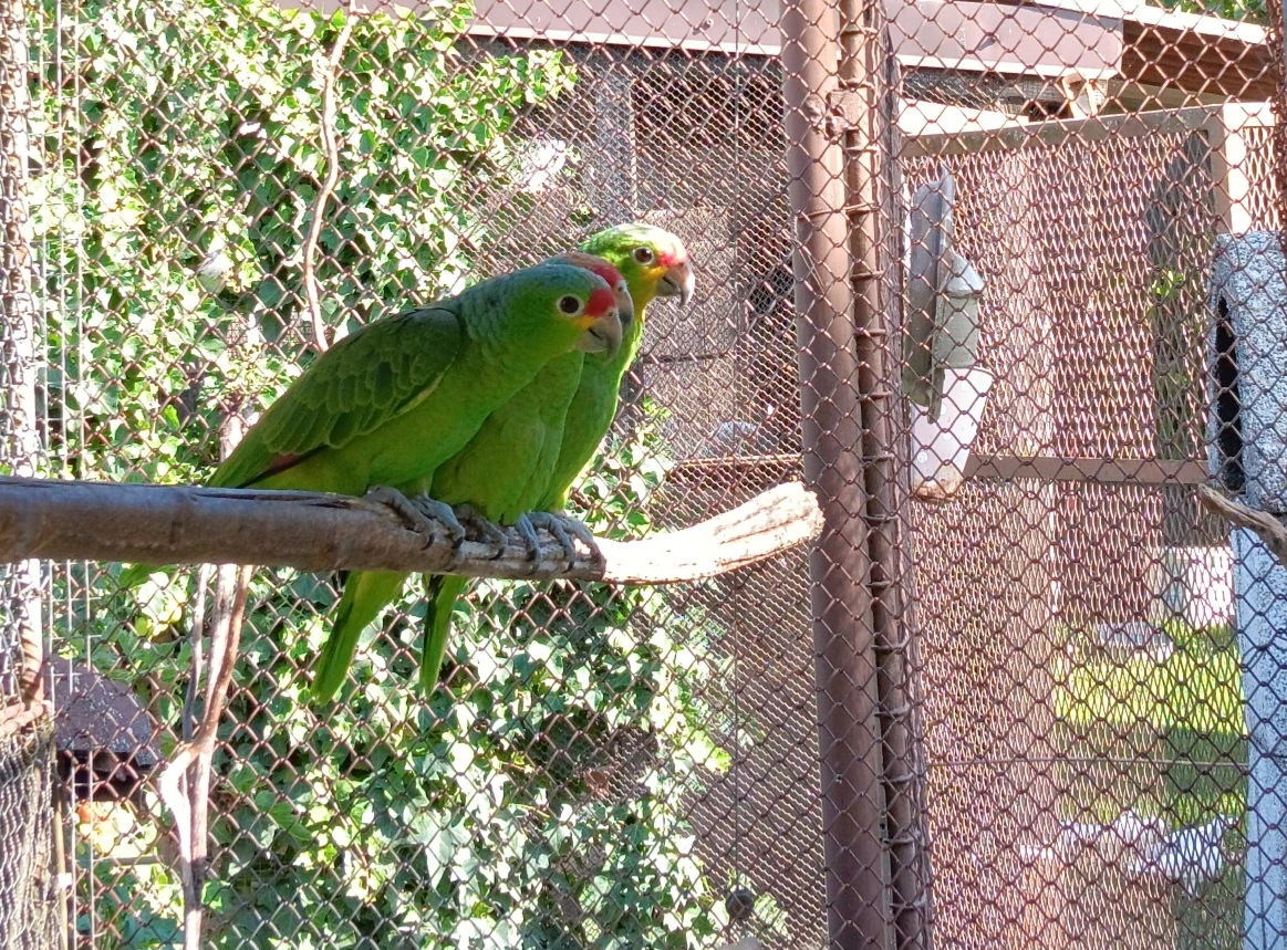 Amazoňan žlutolící, letošní sameček,