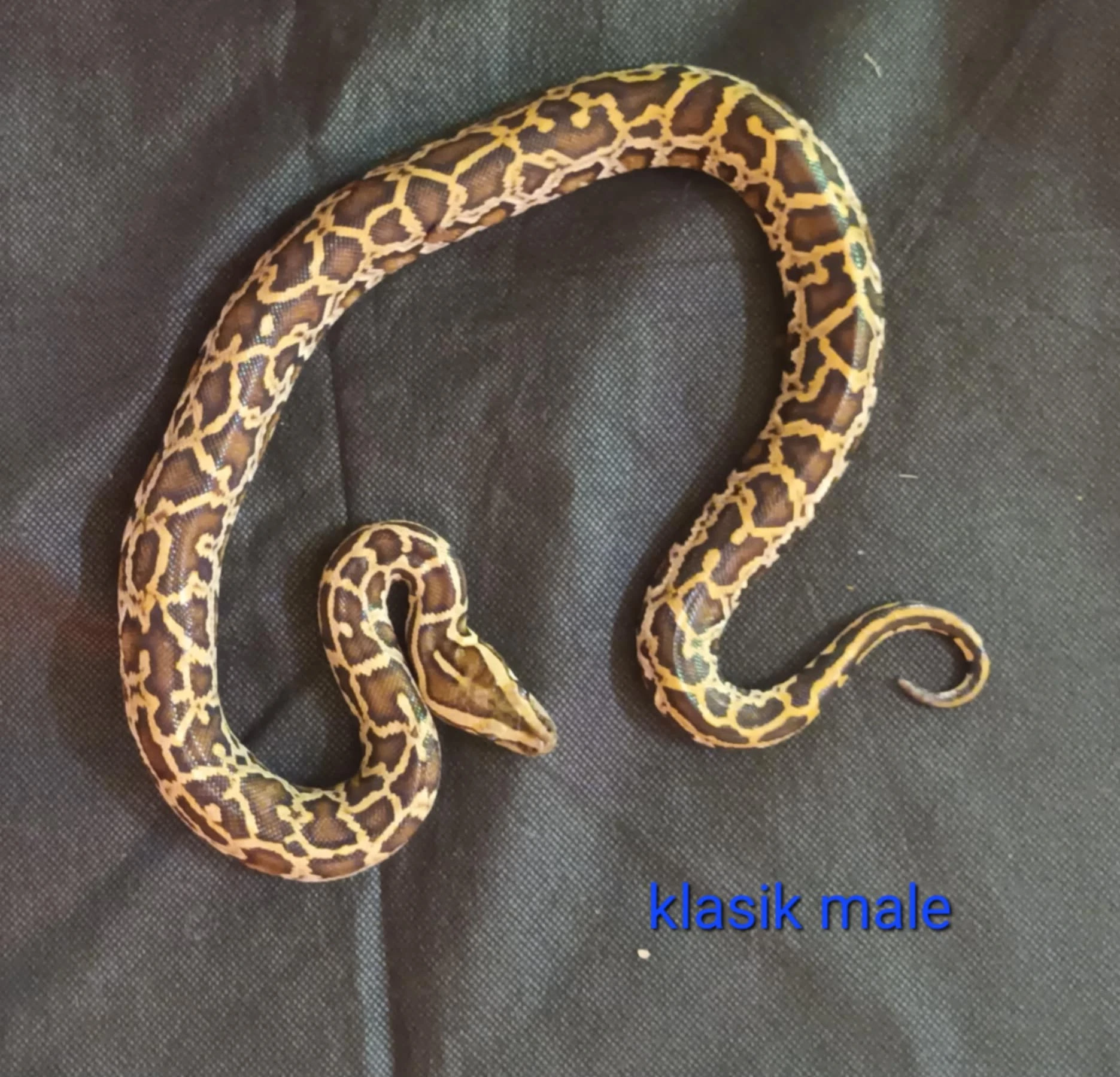 Krajta tmavá - Python bivittatus