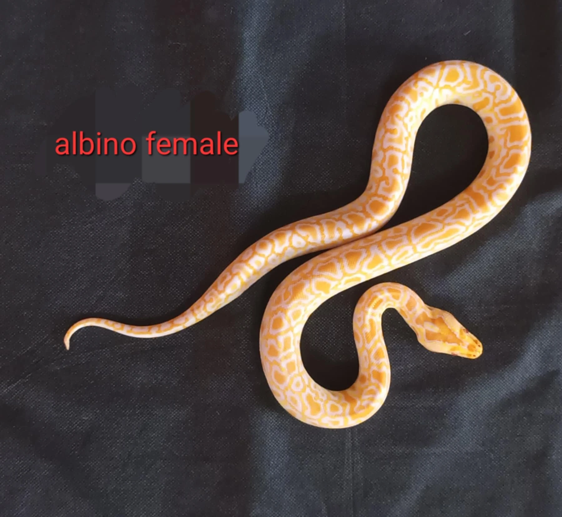 Krajta tmavá - Python bivittatus