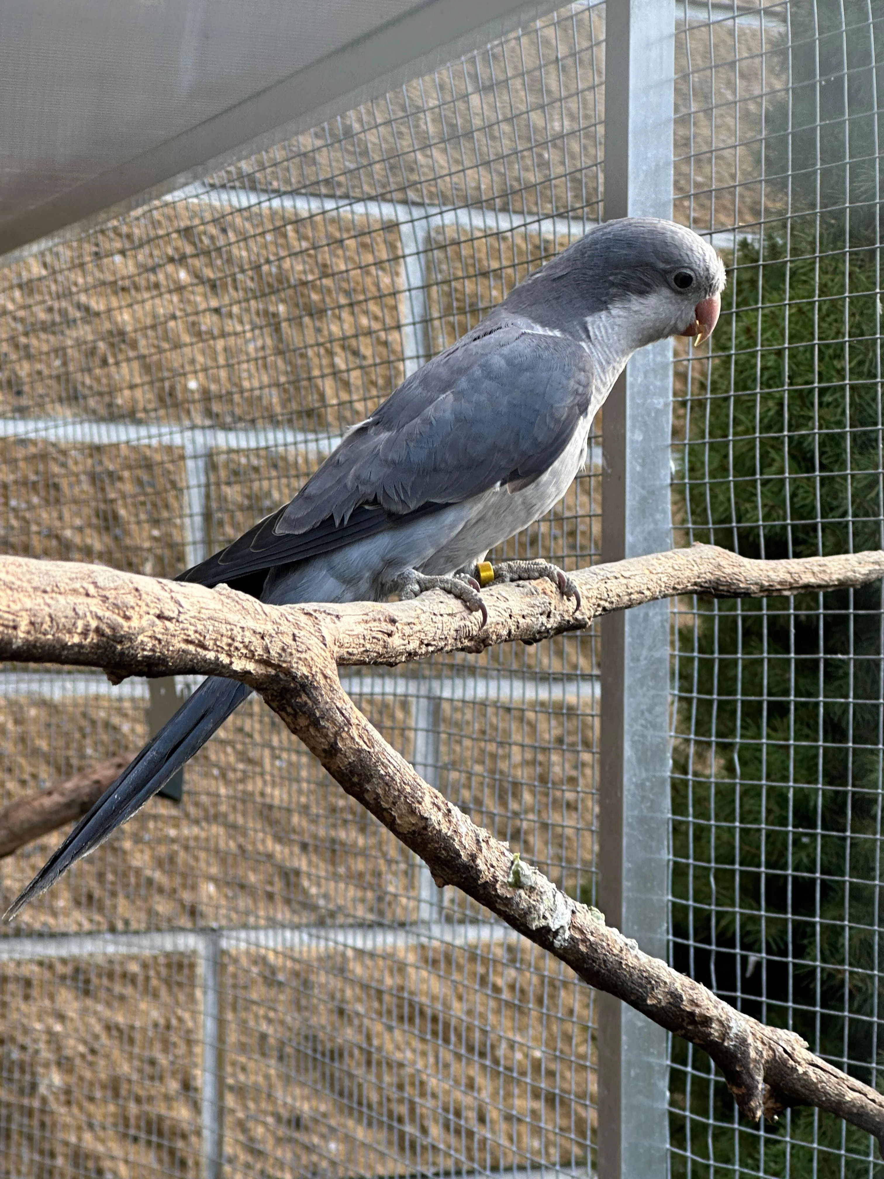 Letošní mníšek šedý