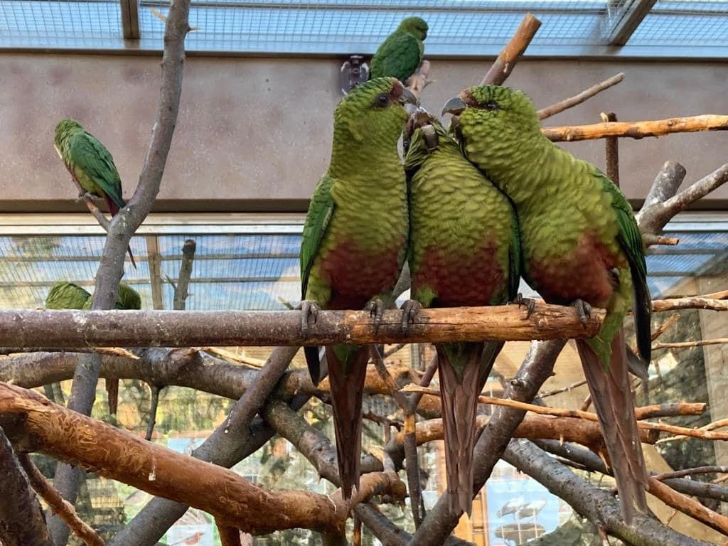 Kogna smaragdový jižní