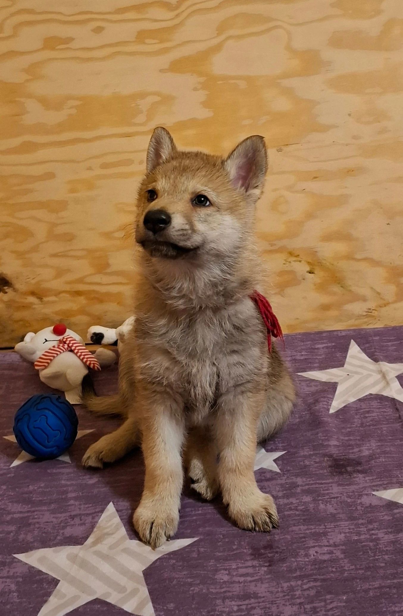 Československý vlčák - štěňata "z Tajemné zahrady"