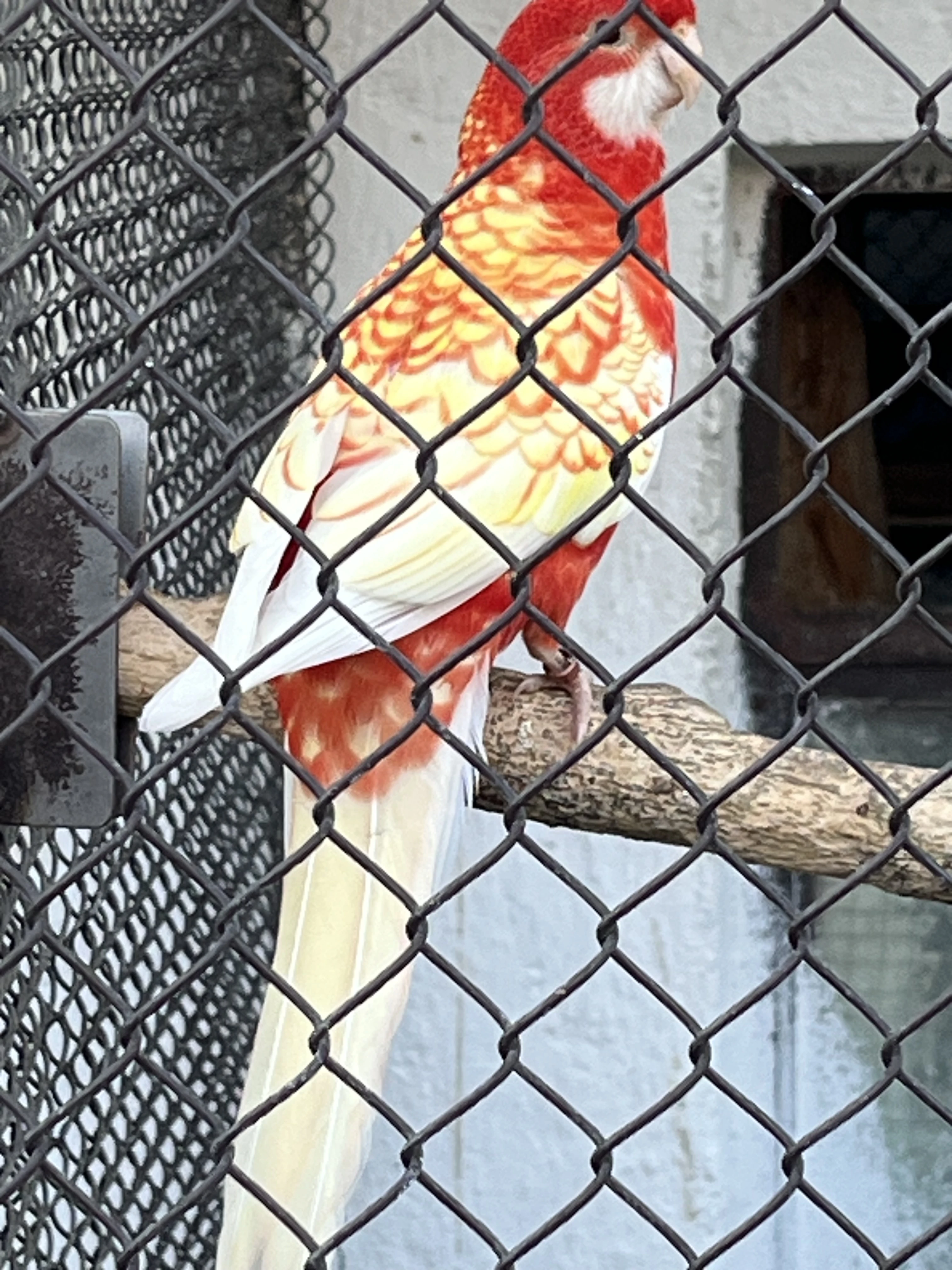 Rozela penent lutino