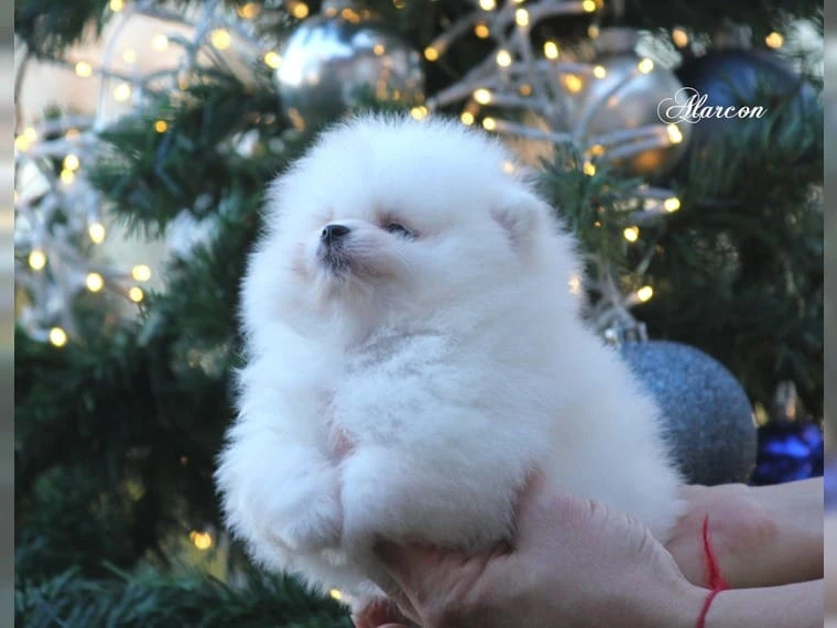 Mini pomeranian pork boo štěňátka k dispozici zdarma.