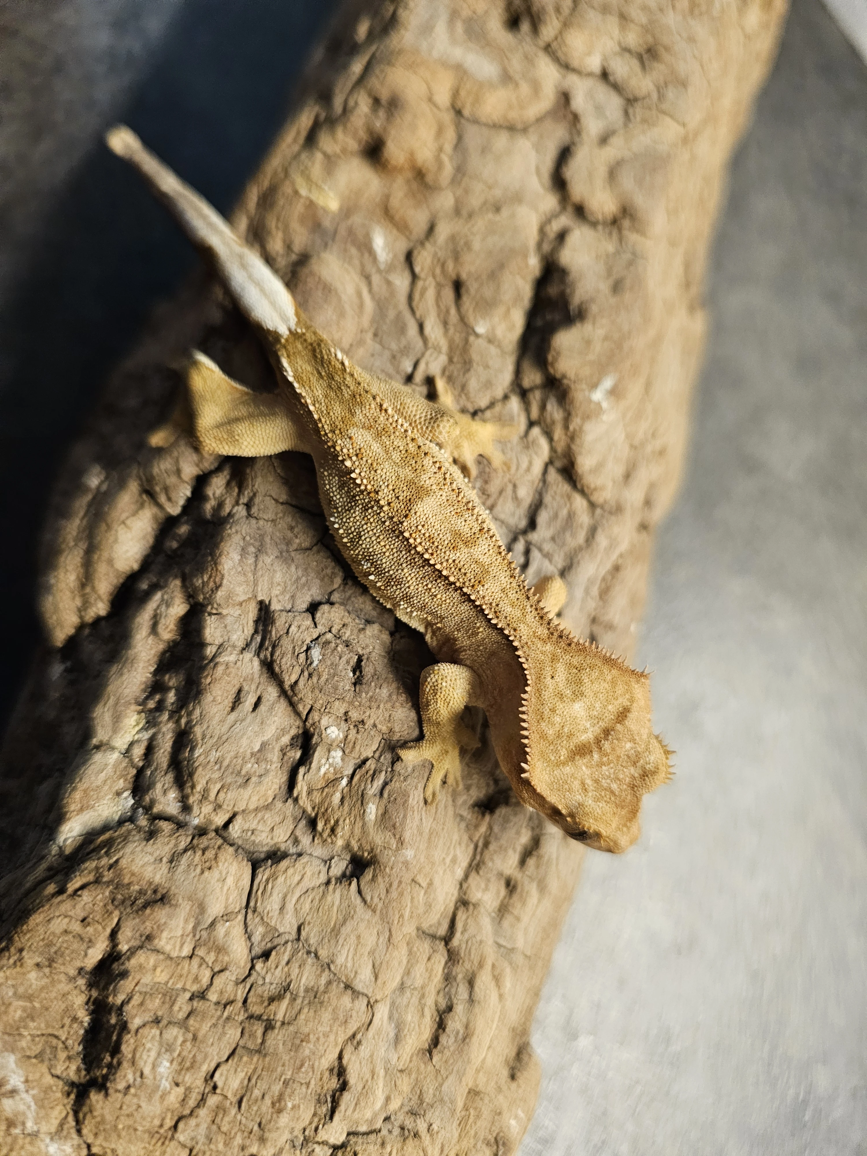 Prodám letosniho samecka